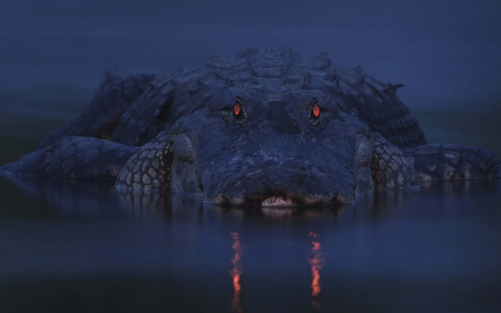 壁紙 — 鱷魚頭在黃昏時從暗水中浮現，發光的橙色眼睛反射在水面上。
