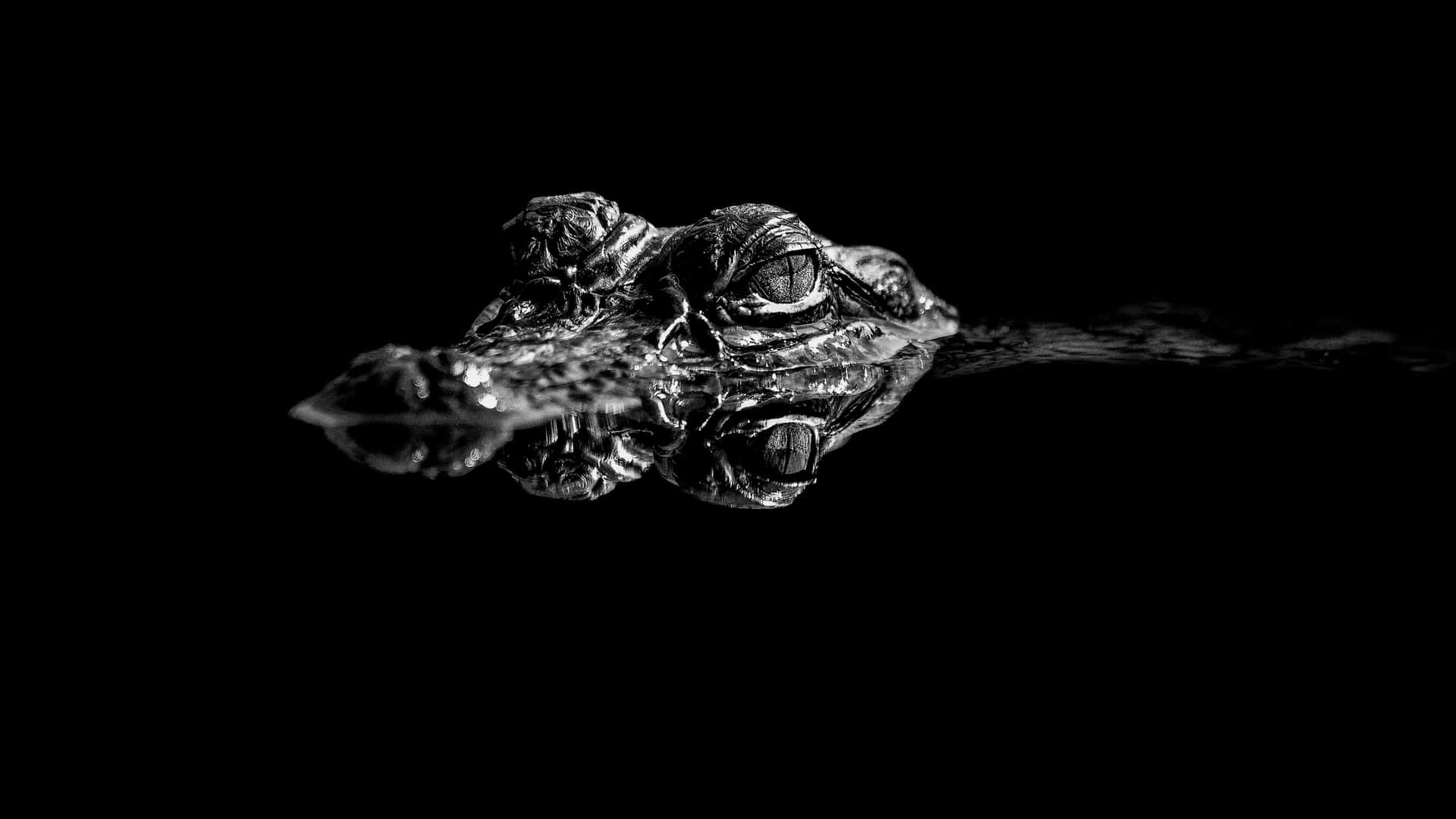 壁紙 — 鱷魚的頭從黑暗的水中浮現，其倒影完美地映照在下方的黑白高對比影像。