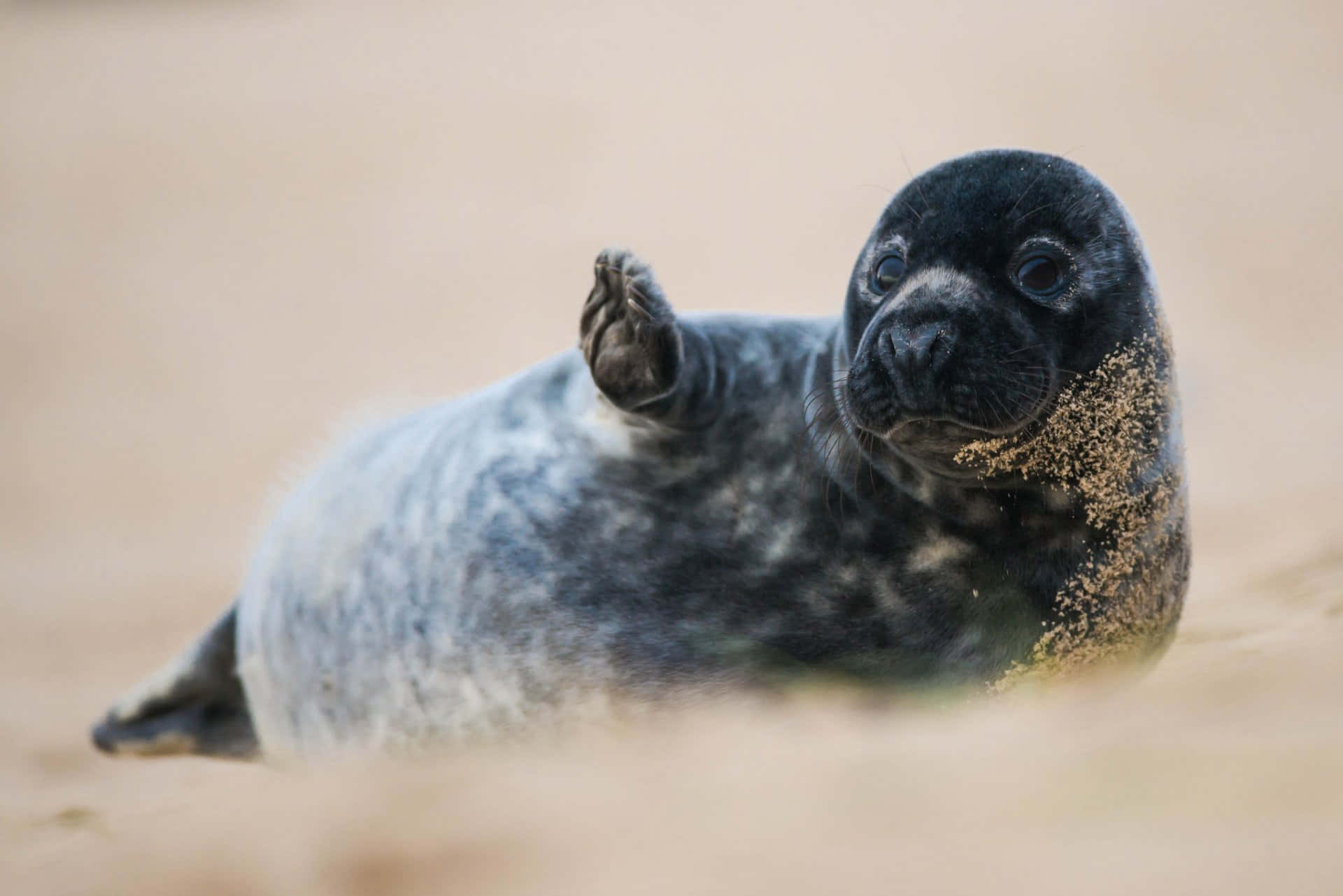  壁紙 — 一隻好奇的海豹寶寶，身上有斑駁的灰色皮毛，在沙灘上休息，其中一隻鰭狀肢調皮地舉到臉旁。
