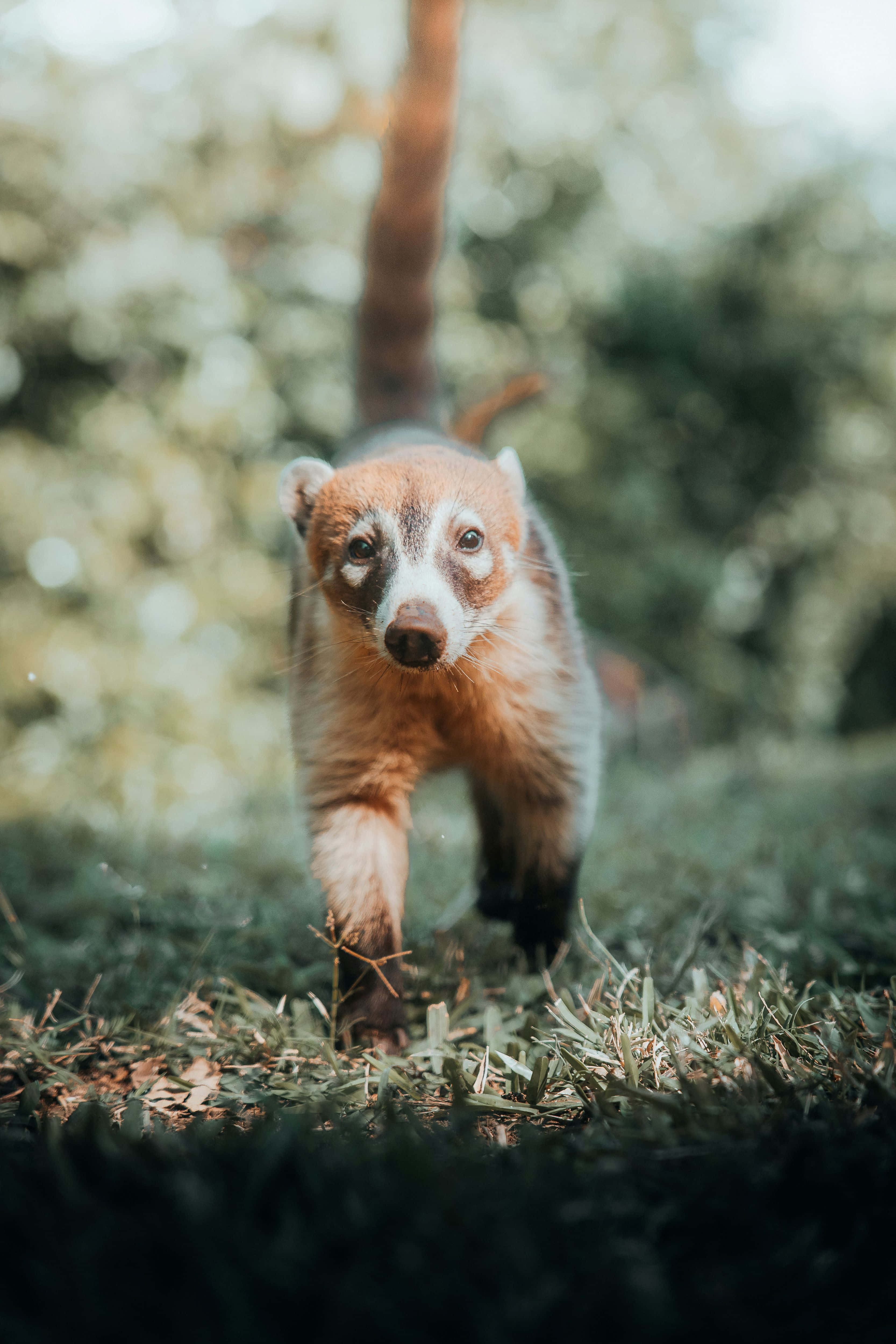 Coati 桌布 壁紙 — 一隻好奇的長鼻浣熊，有著條紋尾巴，穿過陽光普照的草地走向鏡頭，背景是模糊的森林。