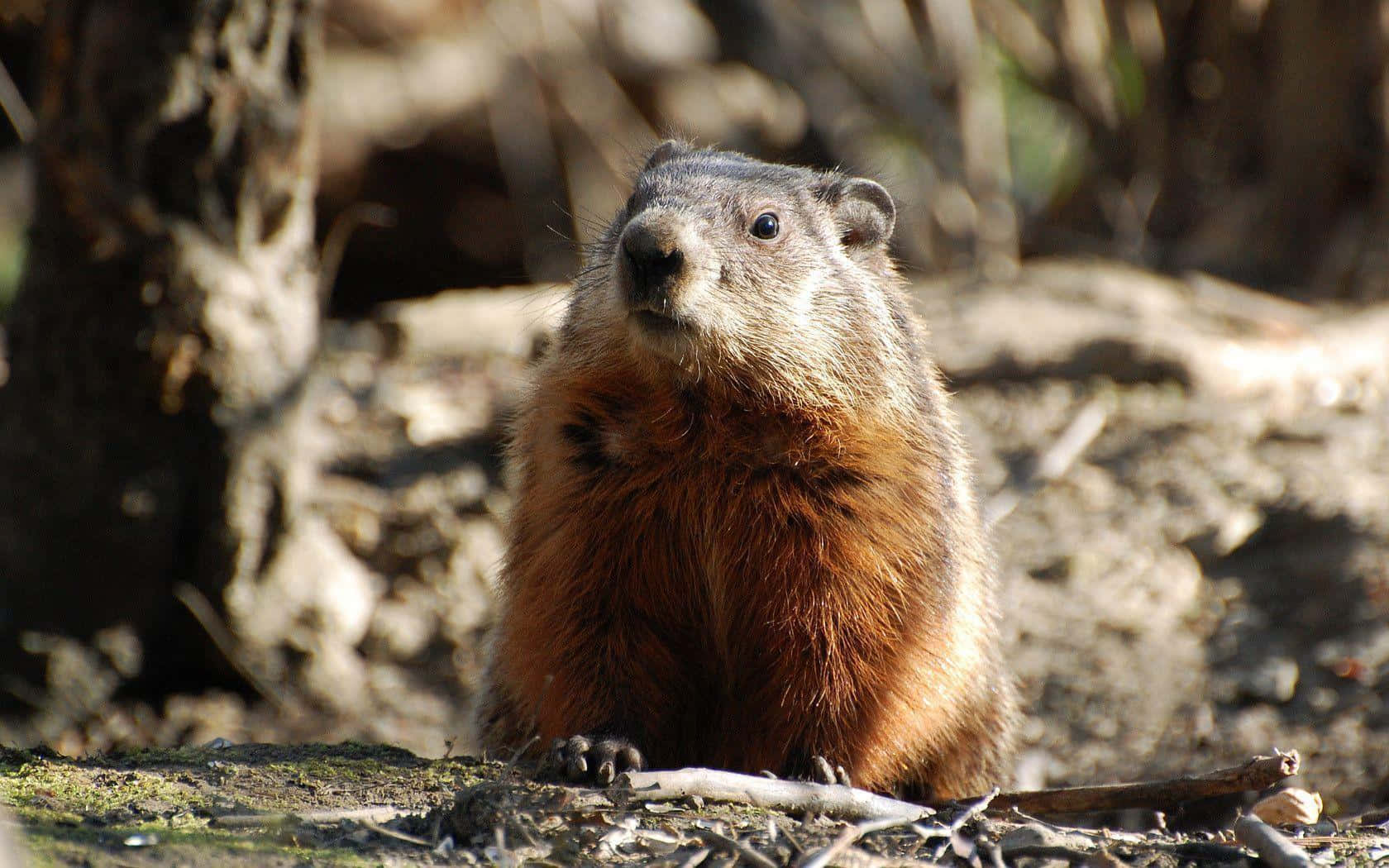 Woodchuck 桌布 壁紙 — 一隻好奇的土撥鼠，棕色毛髮和深色眼睛，警覺地坐在柔和的陽光下，靠近樹根的苔蘚地面上。