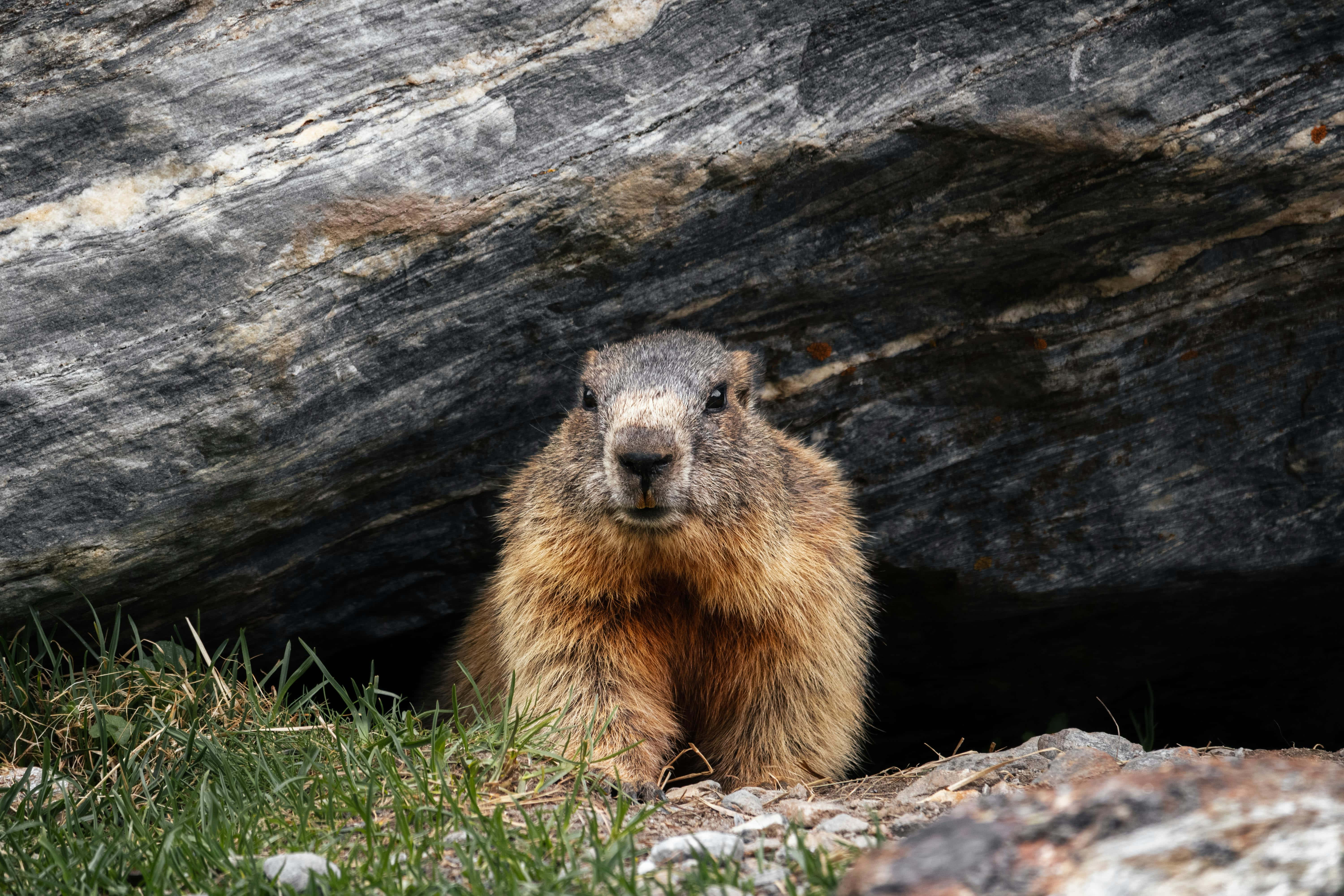 Woodchuck 桌布 壁紙 — 一隻好奇的棕色毛茸茸土撥鼠從一塊被綠草包圍的大灰色岩石下探出頭來。