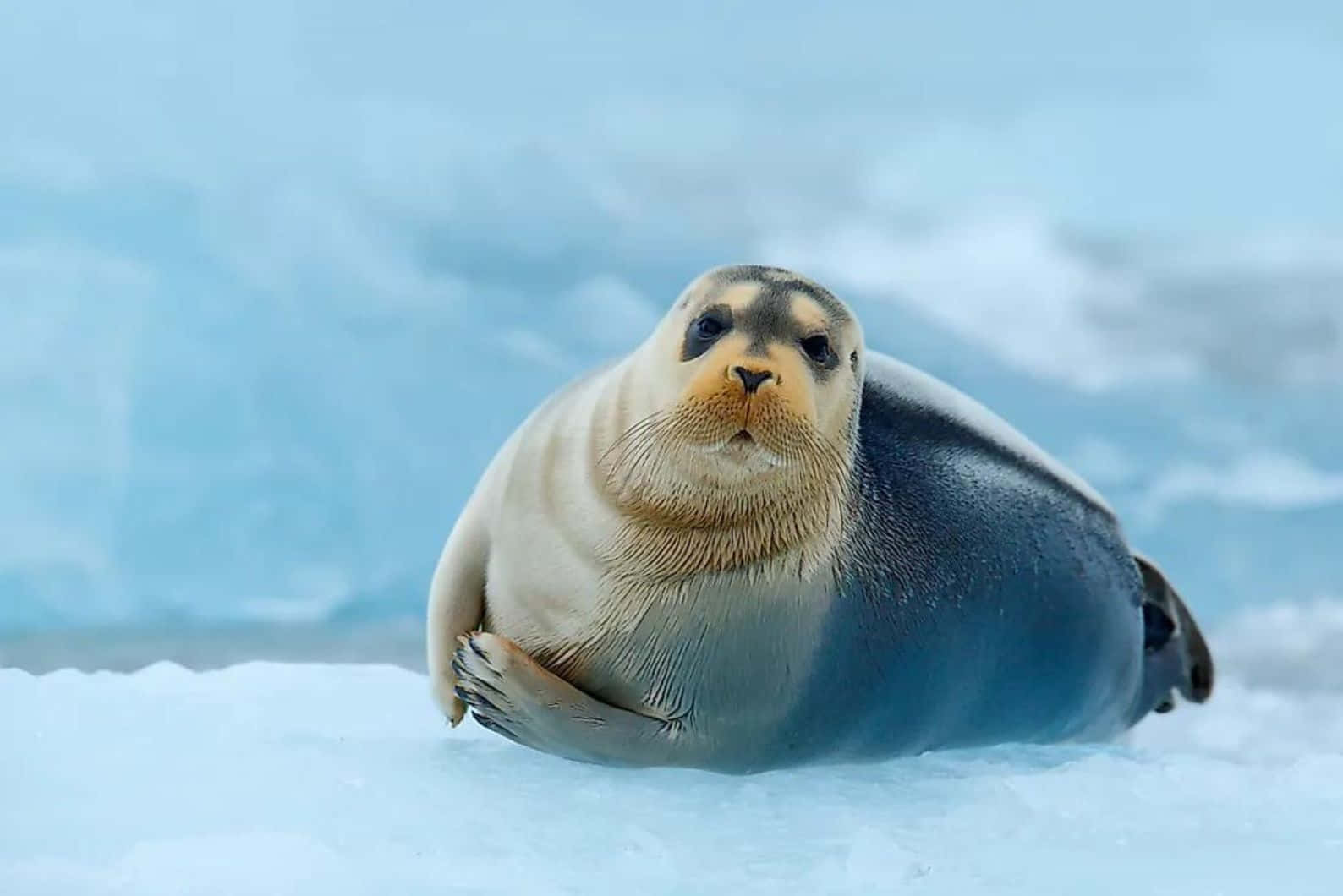  壁紙 — 一隻好奇的海豹幼崽在雪白的浮冰上休息，背景是柔和的藍色冰面。