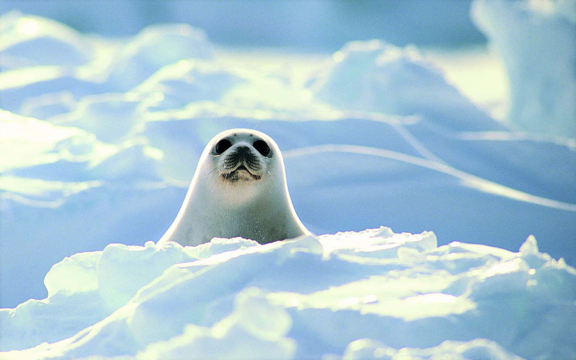  壁紙 — 一隻好奇的白色海豹寶寶在明亮的日光下從積雪的浮冰中探出頭來。
