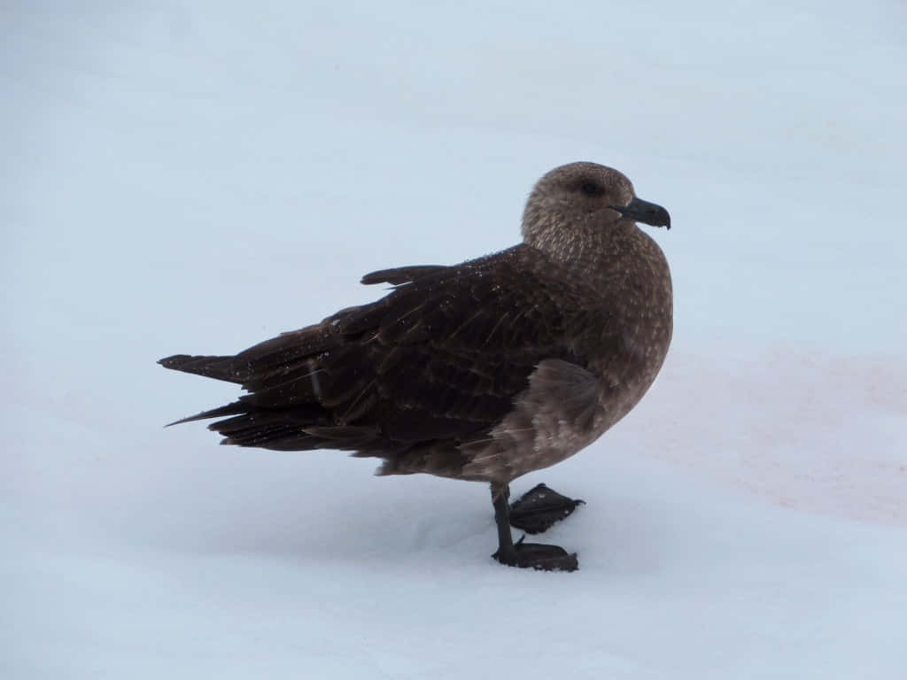  壁紙 — 一隻深棕色的鳥獨自站在雪地上，背景是柔和的白色。