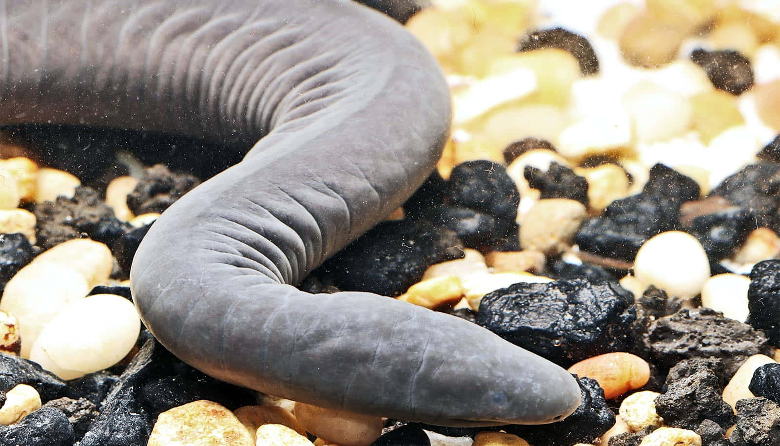  壁紙 — 一條深灰色、皮膚皺褶的鰻魚，在清澈的水中優雅地蜷曲在黑白鵝卵石床上。