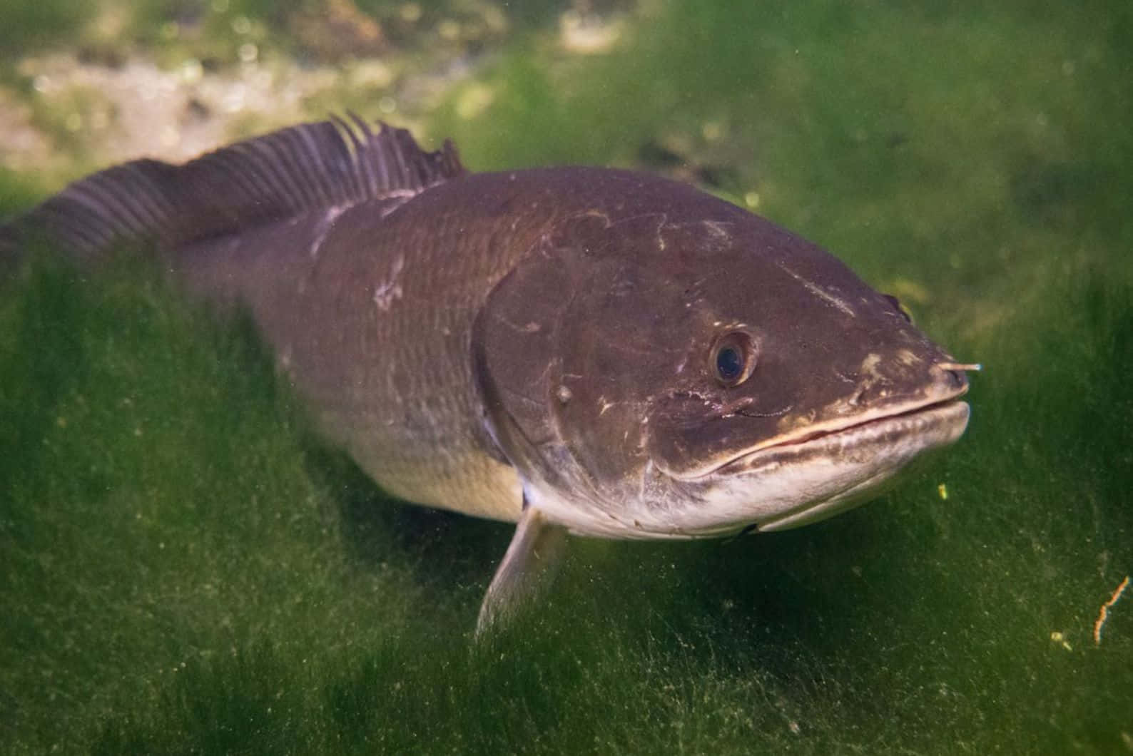  壁紙 — 一條深灰色、頭部寬闊、牙齒鋒利的魚，在水生植物附近渾濁的綠色水中平靜地游動。