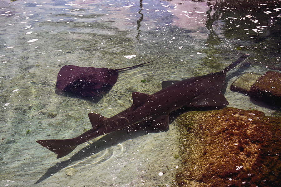  壁紙 — 一條深色結他魚和一條鰩魚在淺水、陽光斑駁的水中優雅地滑過長滿苔蘚的岩石。