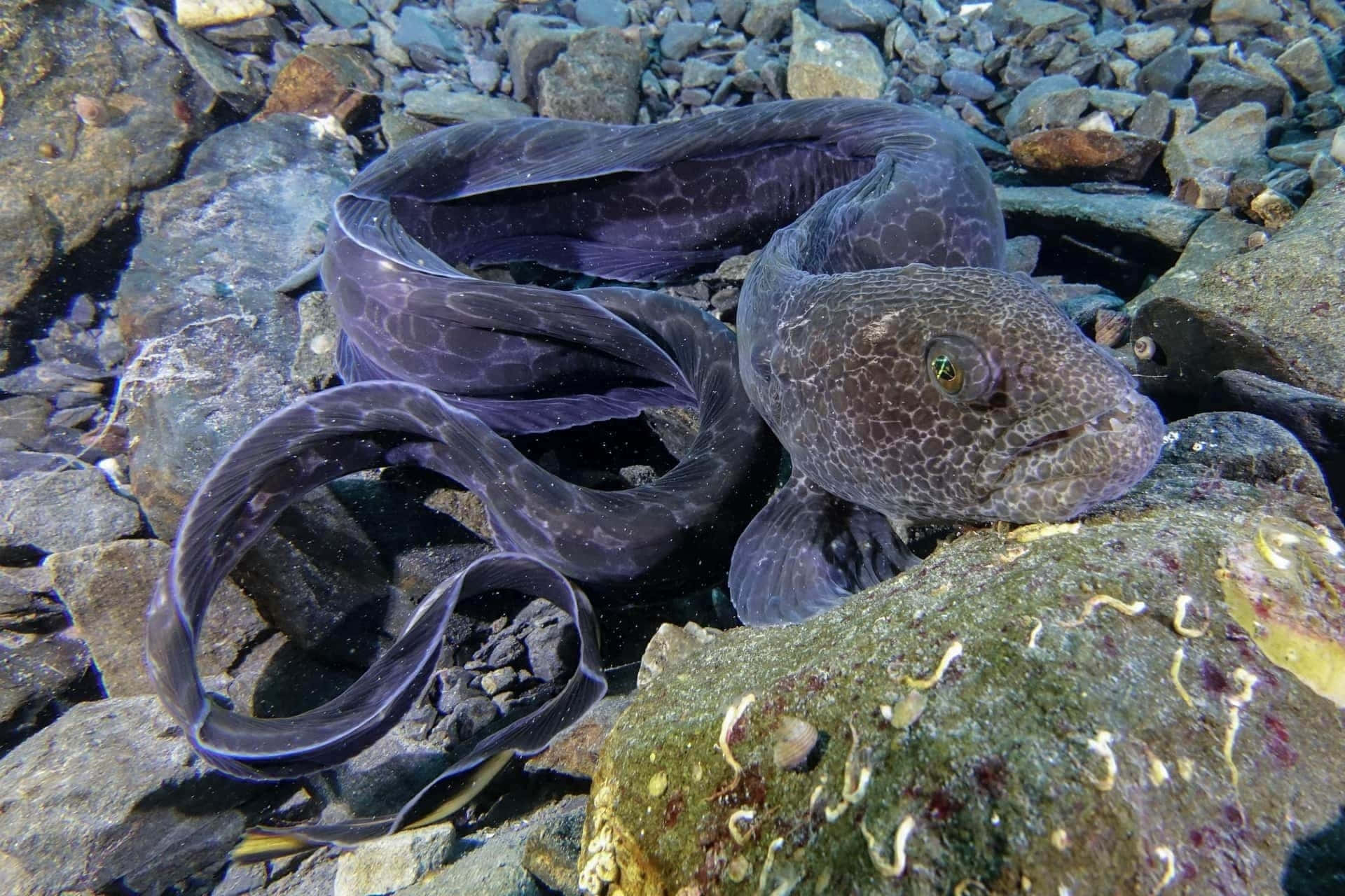  壁紙 — 一條深色斑點鰻魚在清澈淺水中，優雅地纏繞在陽光照射的岩石和海藻之間。