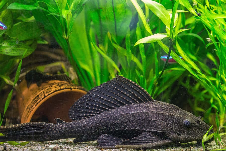  壁紙 — 一條深色斑點異型魚在充滿活力的水族箱中，靠近茂盛綠色植物的礫石上休息。