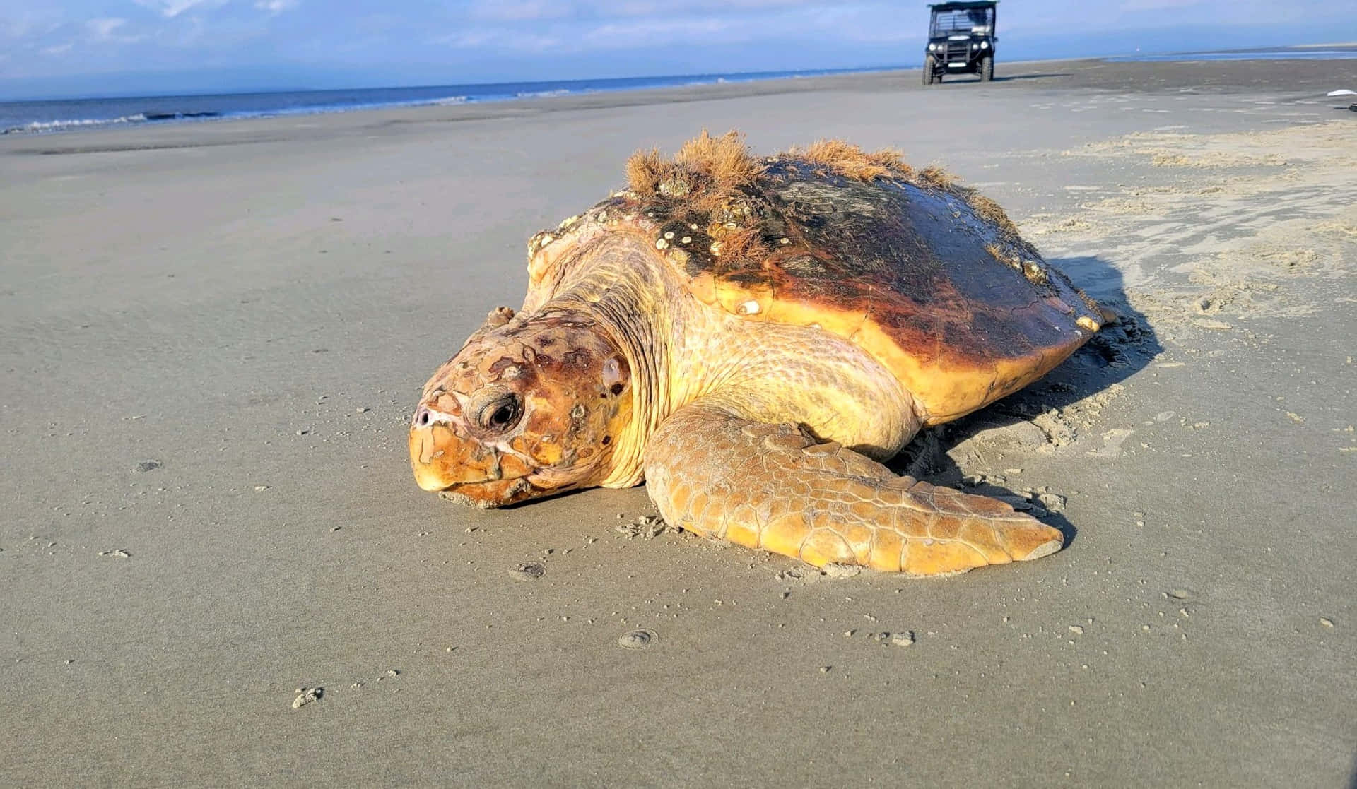  壁紙 — 一隻已死的海龜身上附有藤壺和海藻，躺在沙灘上，遠處有一輛高爾夫球車，天空清澈湛藍。