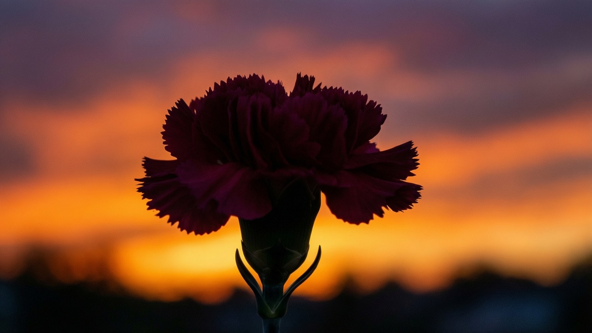 Carnation Sunset Silhouette 壁紙 — 一朵深栗色康乃馨在火橙色和紫色的日落天空襯托下呈現剪影。