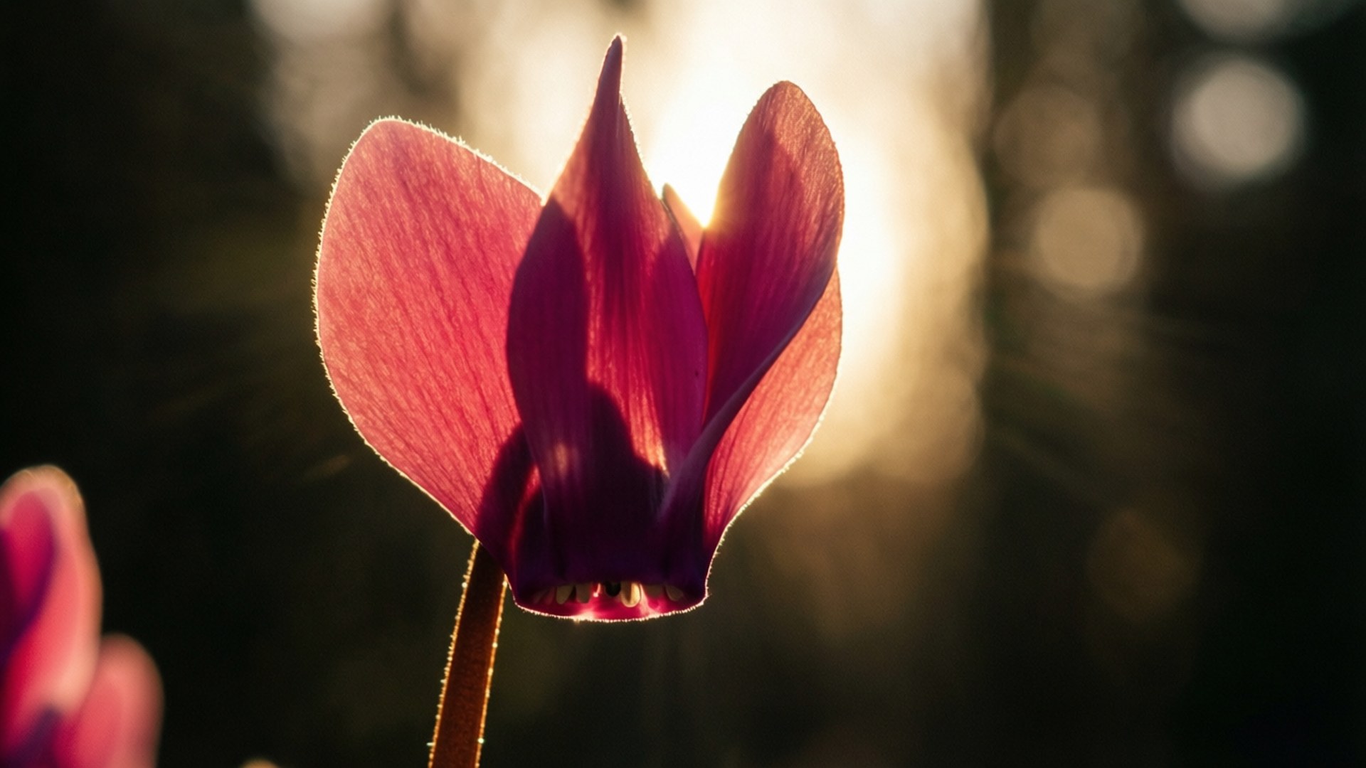 Backlit Cyclamen Glow 壁紙 — 一朵深粉紅色的仙客來花，被金色陽光從背後照射，在黑暗模糊的背景上形成發光的輪廓。