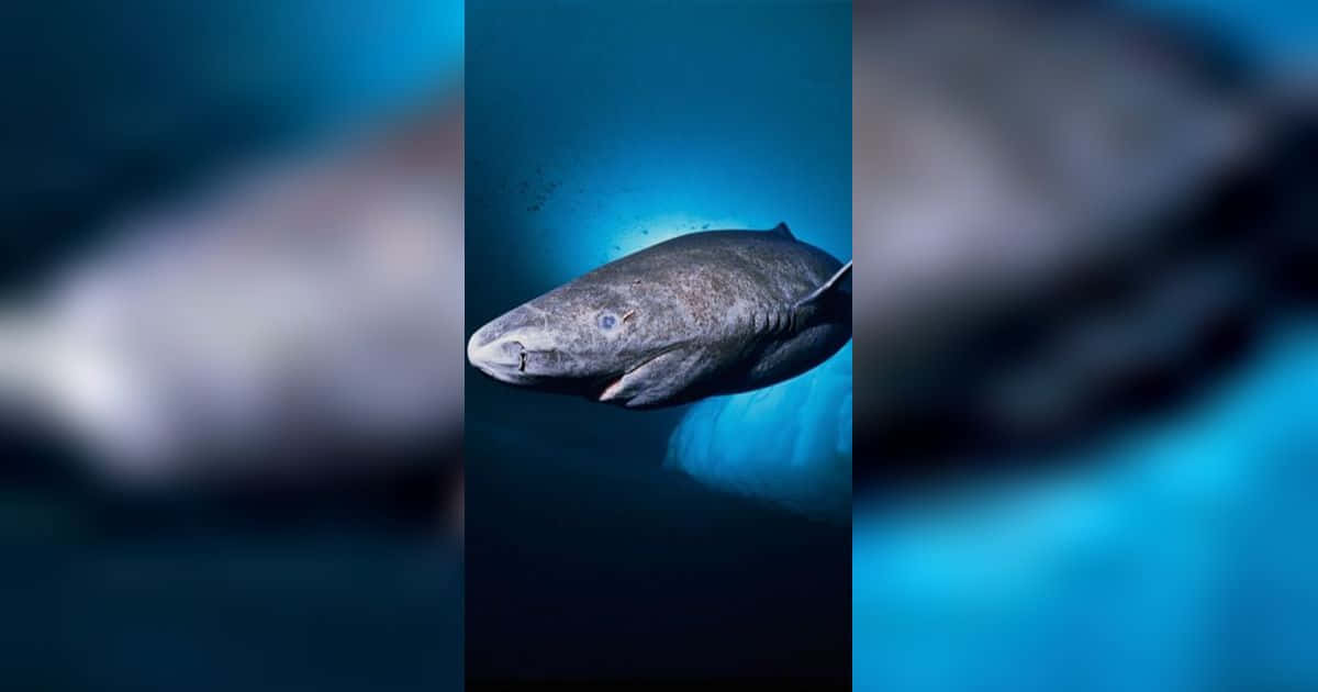  壁紙 — 一條灰色身體、藍色發光眼睛的深海魚，在深藍色水中優雅地游動。