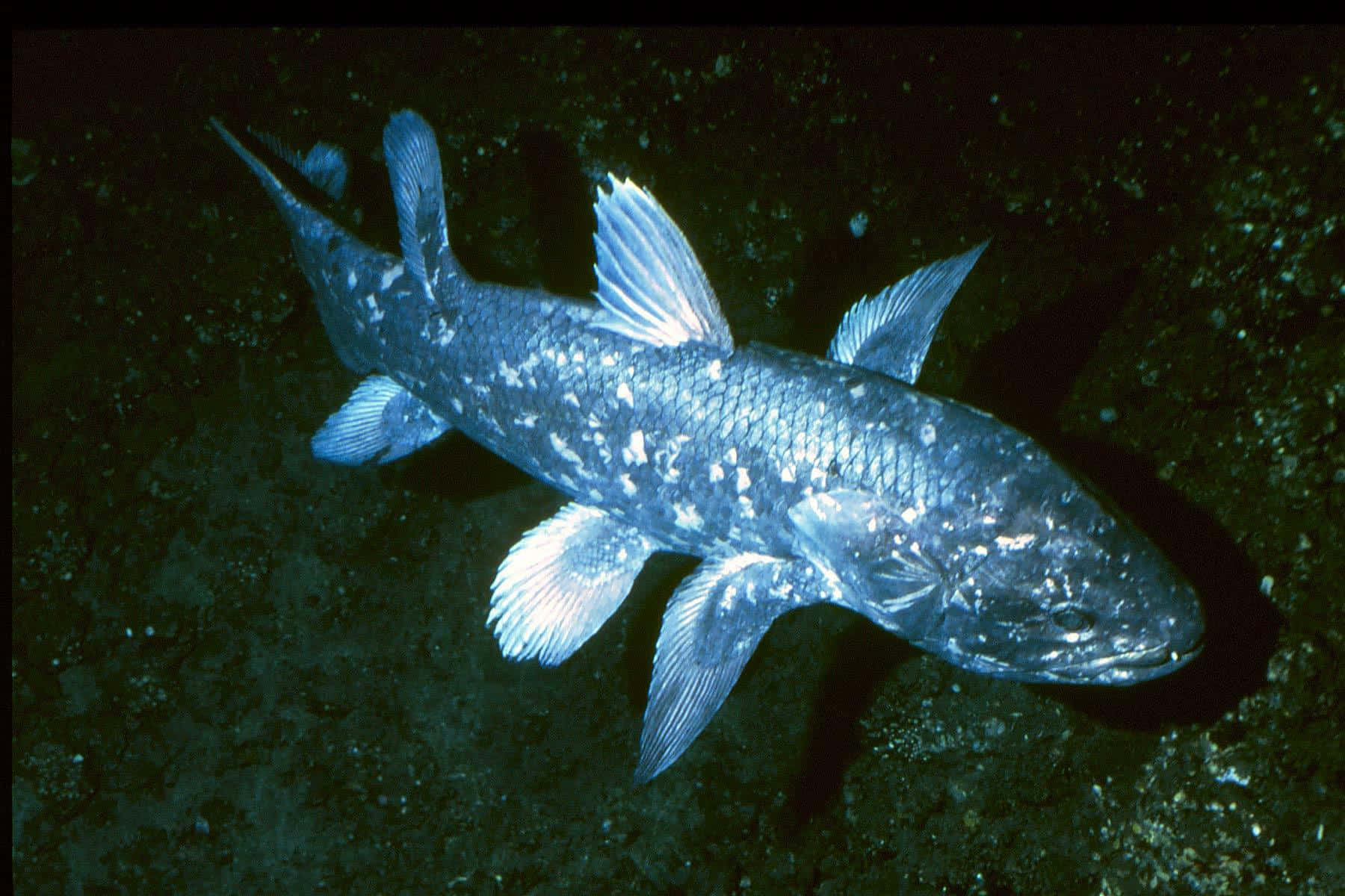  壁紙 — 一條擁有銀色鱗片和半透明魚鰭的深海魚，在黑暗的海底微弱地發光。