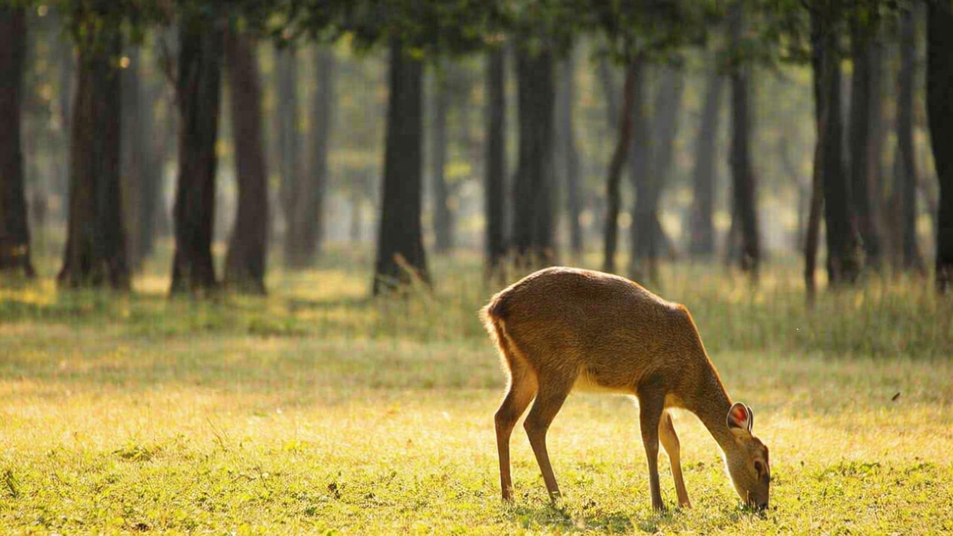 Deer in Hlawga Park 壁紙 — 一隻鹿在陽光明媚的草地上平靜地吃草，周圍是高聳的樹木，柔和的金色光線穿過樹葉。