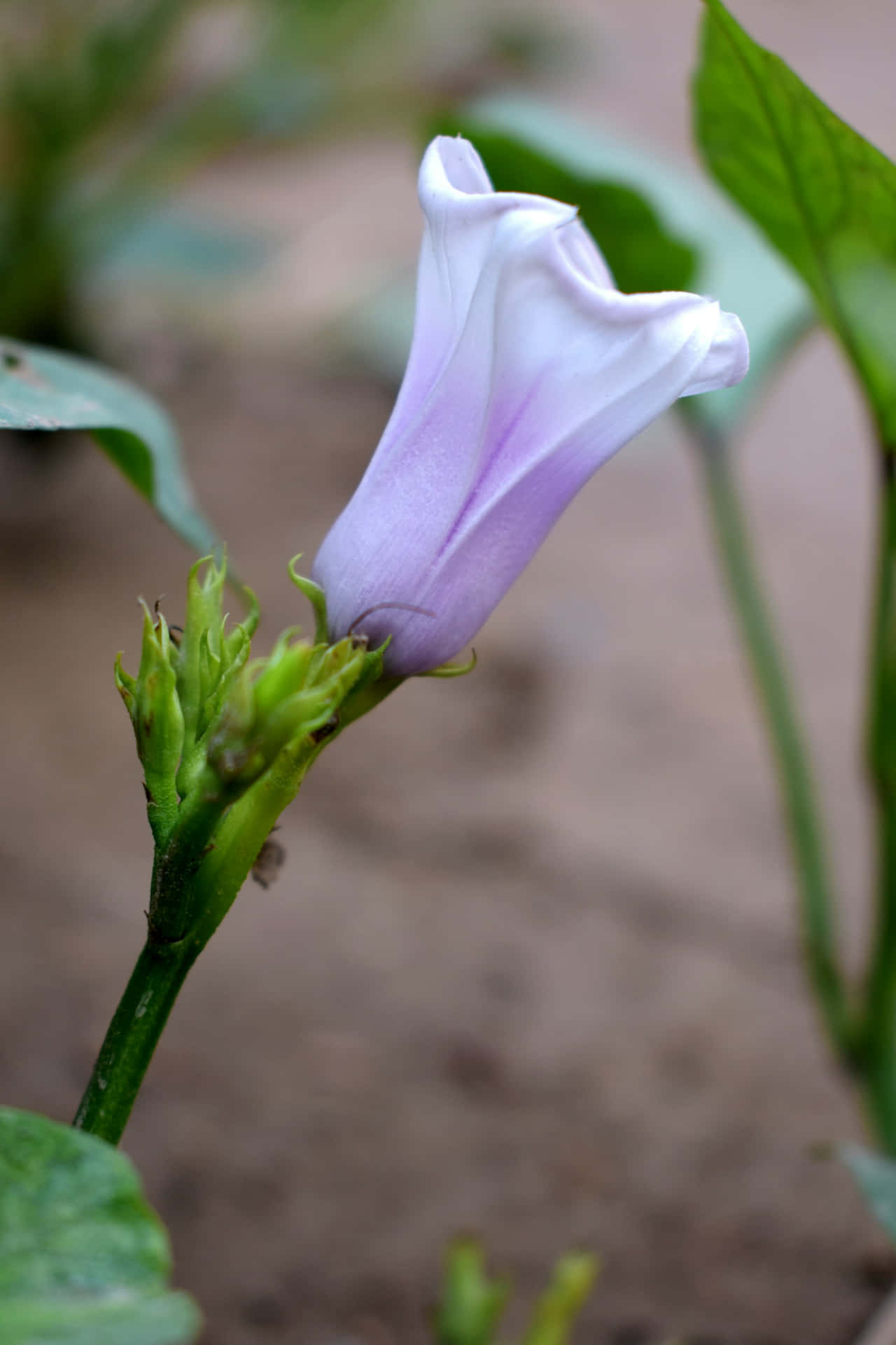  壁紙 — 一朵淡紫色的牽牛花在柔和模糊的花園背景下優雅綻放。