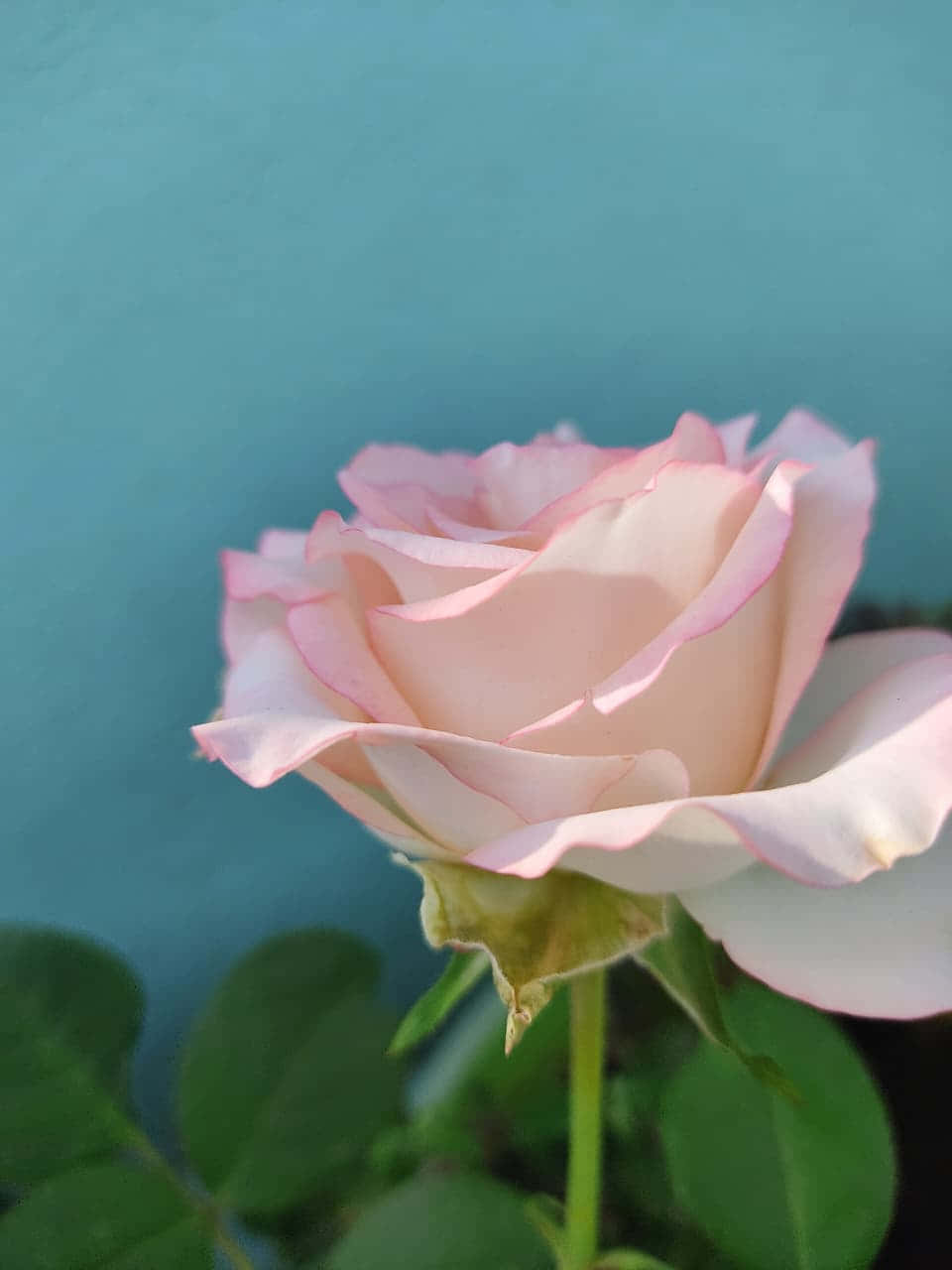 一朵粉紅玫瑰，花瓣層疊，綠葉襯托藍綠色背景。 — 花 壁紙