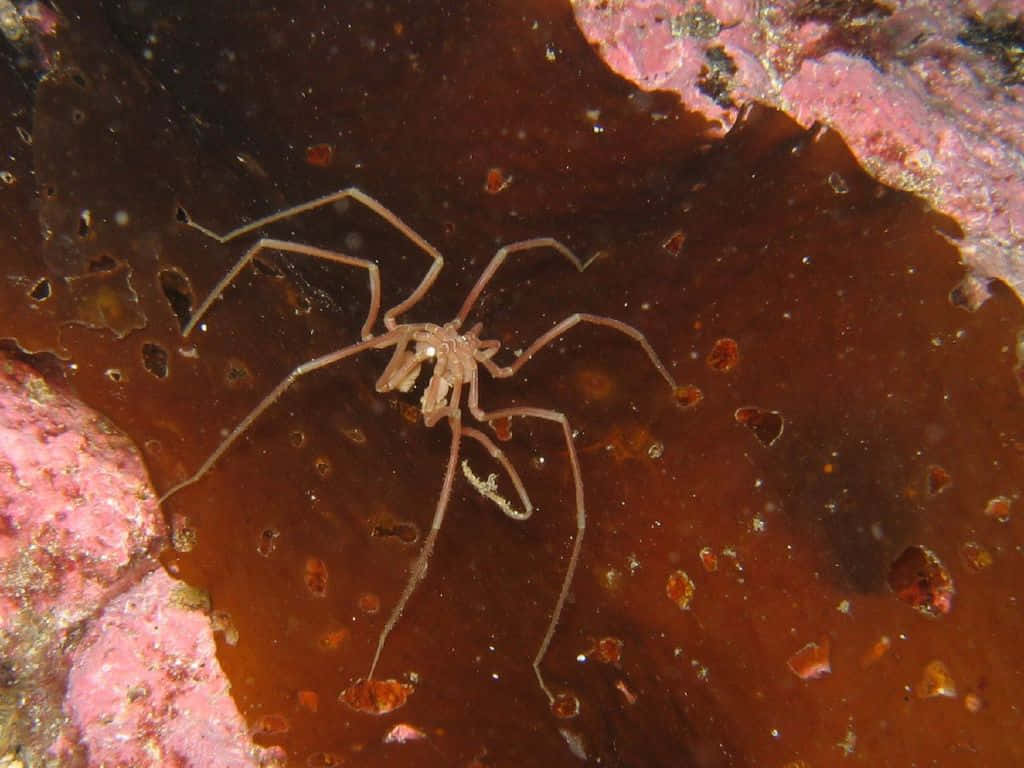 Sea Spider 桌布 壁紙 — 一隻精緻的半透明蜘蛛蟹在清澈的水下，躺在粉紅色珊瑚附近的棕色海藻床上休息。