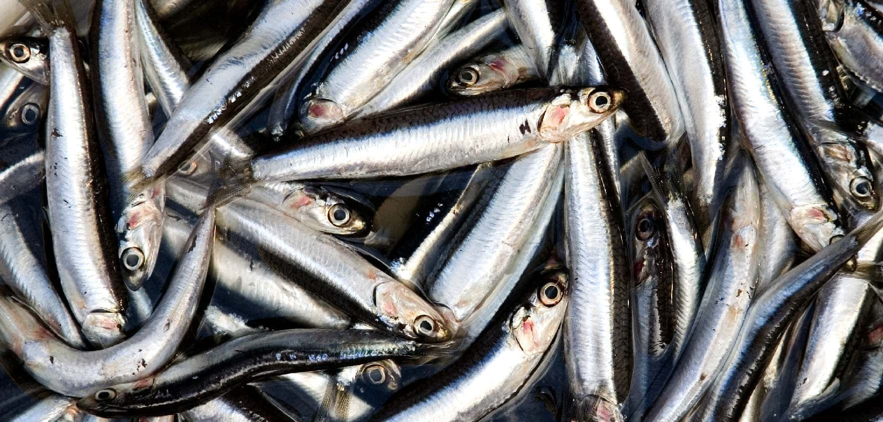  壁紙 — 密集的銀色沙丁魚堆疊在一起的特寫，顯示它們閃亮的鱗片和深色的眼睛。
