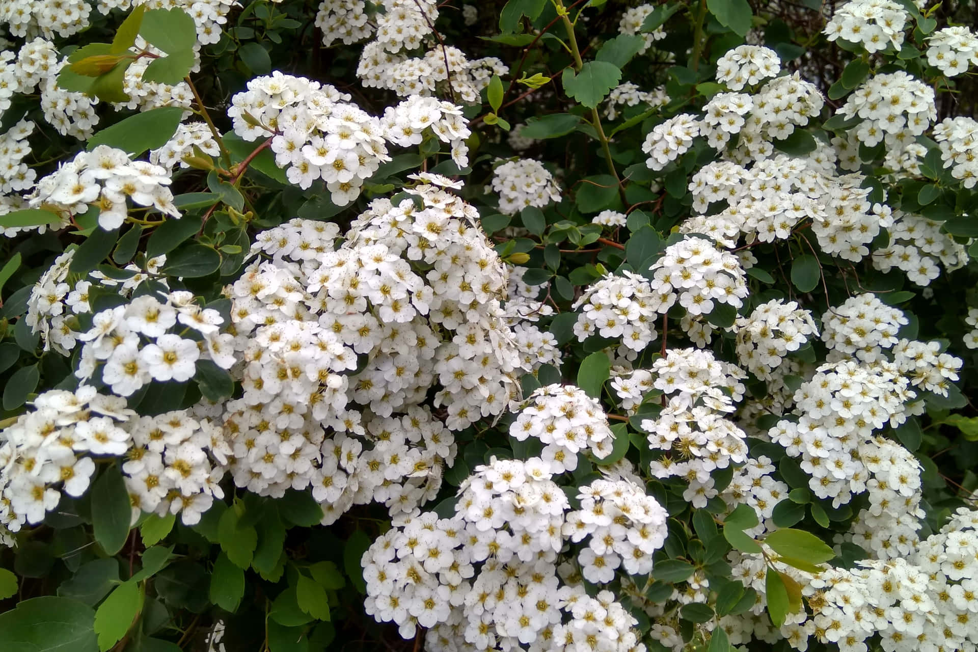  壁紙 — 一簇密集的白色花朵，帶有黃色花心，在茂密的綠葉中鮮豔綻放。