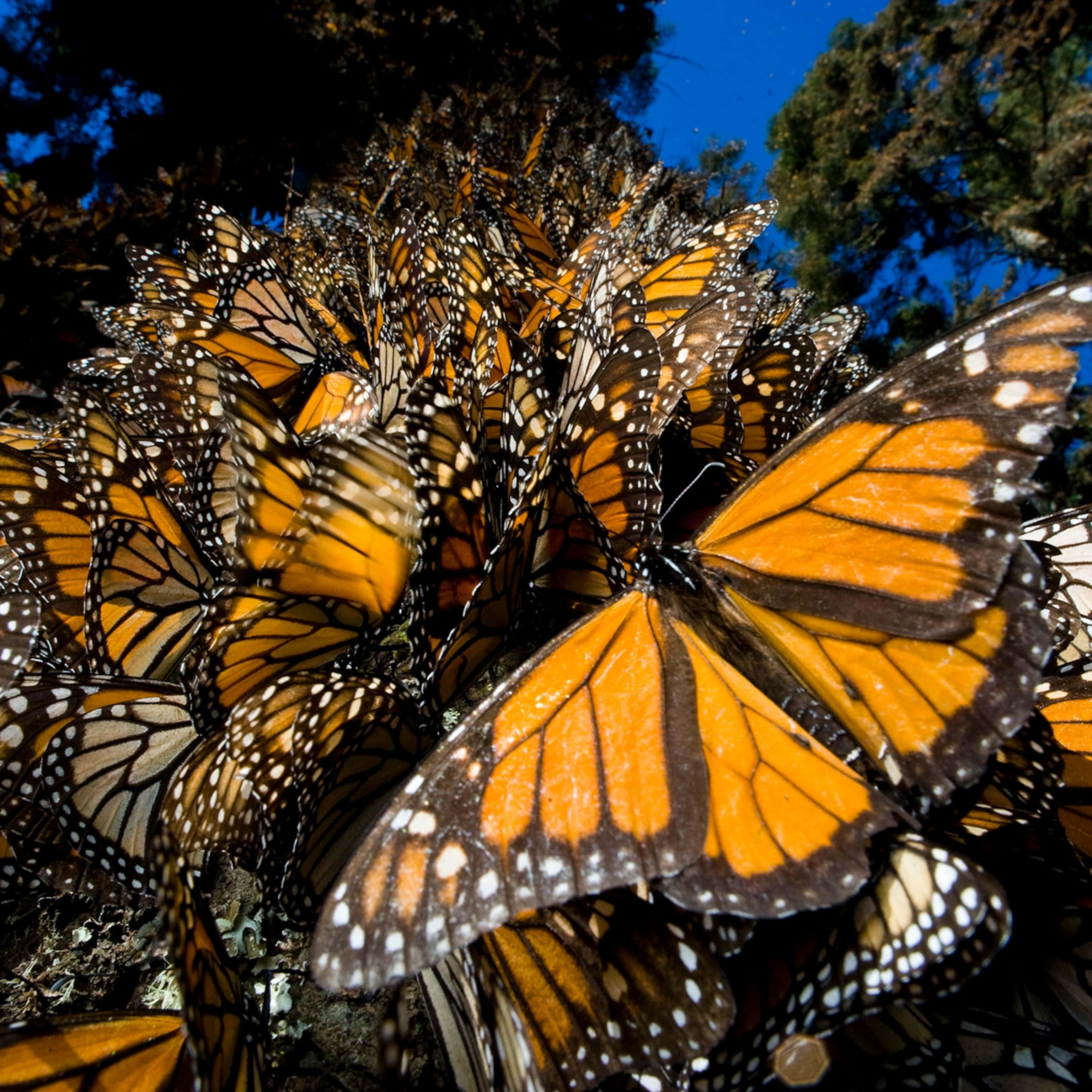 Butterfly Migration 桌布 壁紙 — 一群密集的帝王斑蝶，擁有鮮豔的橙色翅膀和黑色脈絡，在晴朗的藍天下棲息在樹枝上。