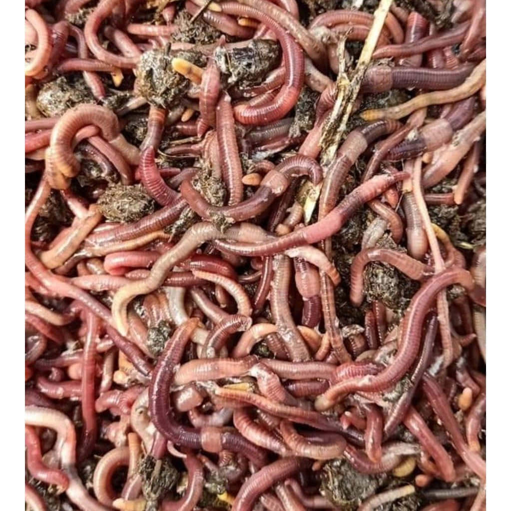  壁紙 — 一團密集扭動的粉紅色蚯蚓，與深色土壤和有機碎屑交織在一起。