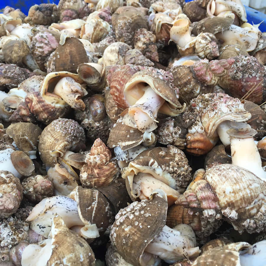 Whelk 桌布 壁紙 — 一堆密集的各種海螺，有紋理的棕色和白色殼，有些裂開，放在藍色容器中。