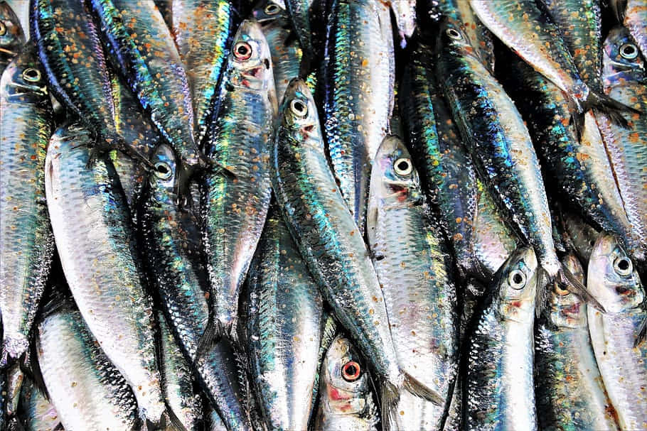  壁紙 — 一堆新鮮沙丁魚，魚鱗閃爍銀色虹彩，紅眼睛在明亮燈光下閃閃發光。