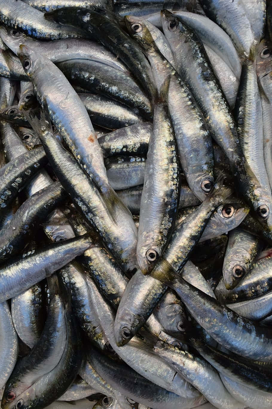  壁紙 — 一堆密集的新鮮沙丁魚，銀色鱗片和黑色眼睛在明亮燈光下閃閃發光。