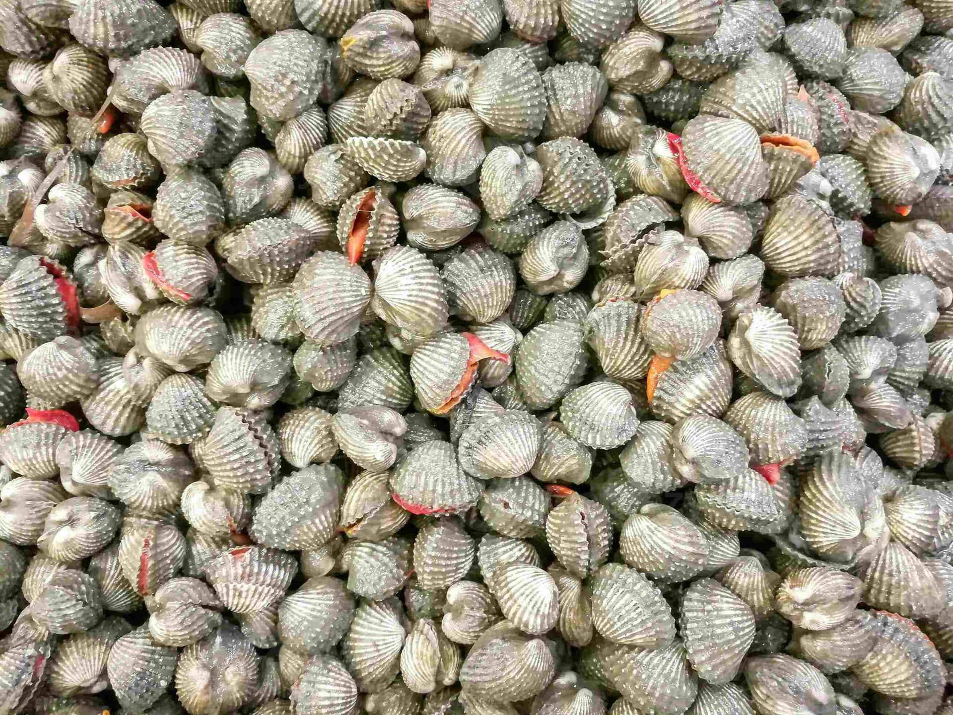  壁紙 — 一堆密集的灰色扇貝，帶有紋理脊線，偶爾露出橙紅色內部。