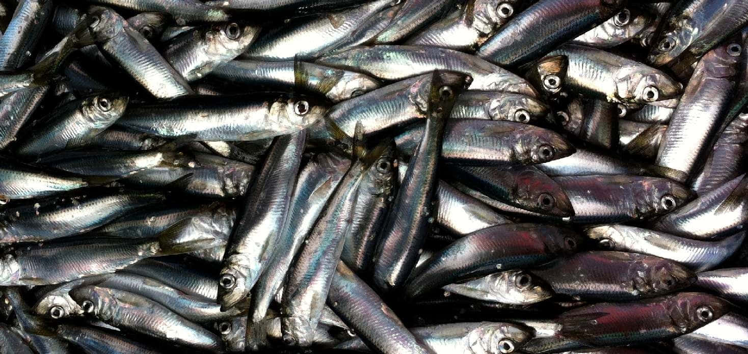  壁紙 — 一堆密集的銀色沙丁魚在明亮光線下閃閃發光，焦點銳利地落在牠們的鱗片和眼睛上。