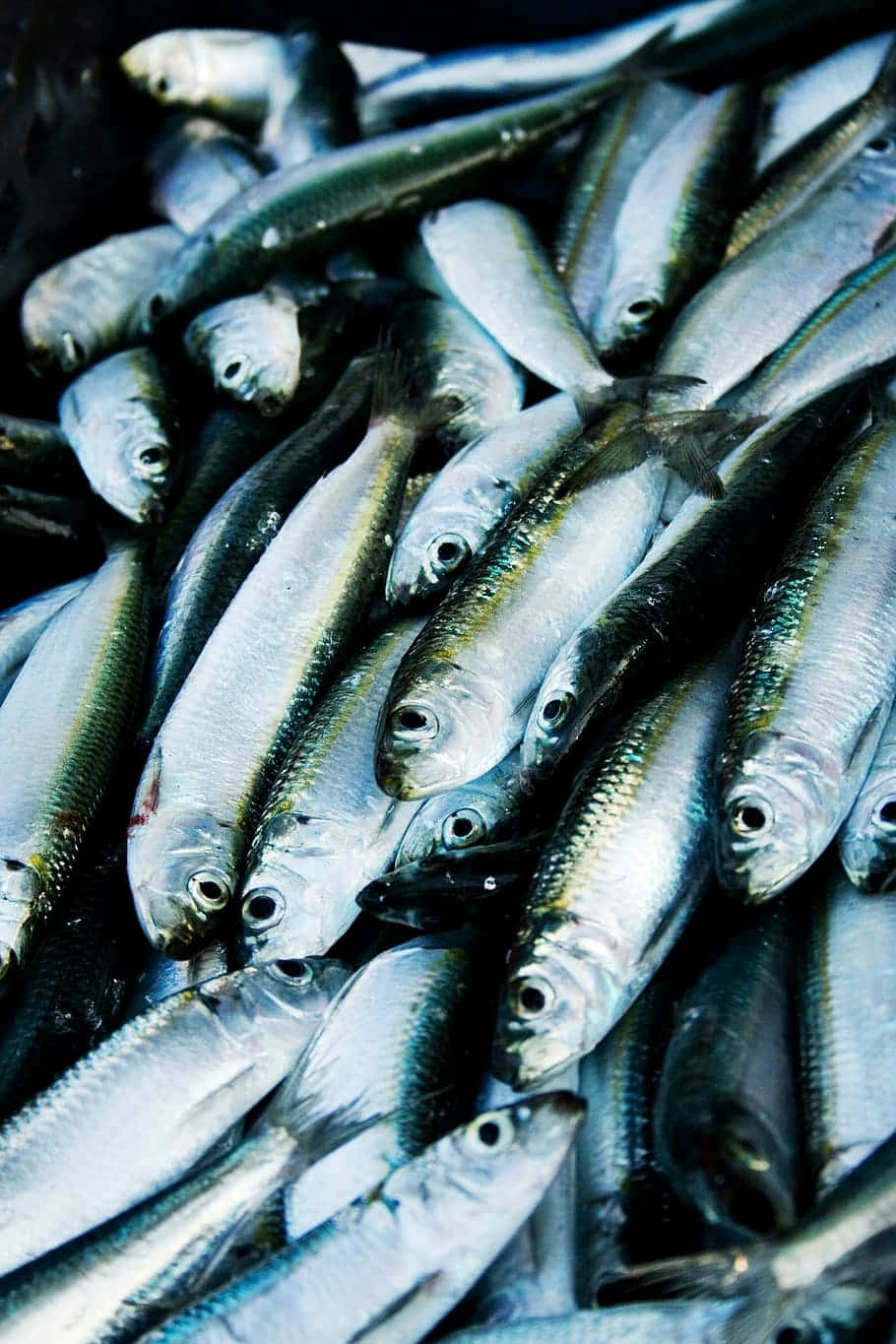  壁紙 — 一堆密集的銀色沙丁魚在冷光下閃閃發光，焦點銳利地落在它們反光的鱗片和深色眼睛上。