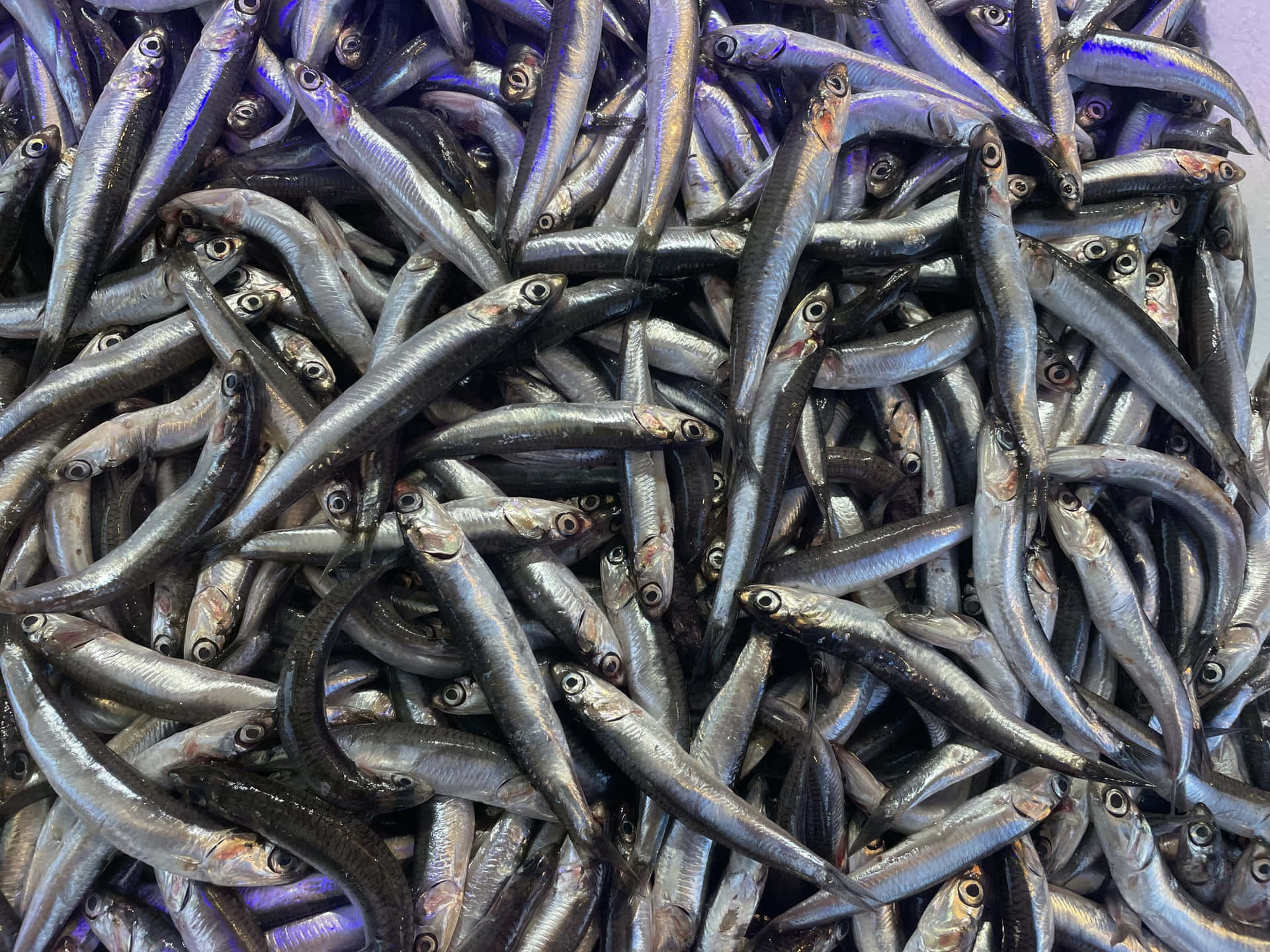  壁紙 — 一堆密集的小銀魚，帶有反光的鱗片和深色眼睛，在冷藍色燈光下。