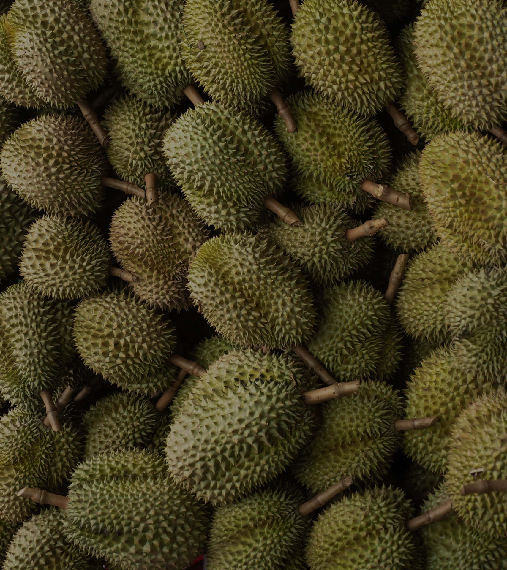  壁紙 — 一堆密集的綠色帶刺榴槤果實，帶有棕色莖，在昏暗燈光下。
