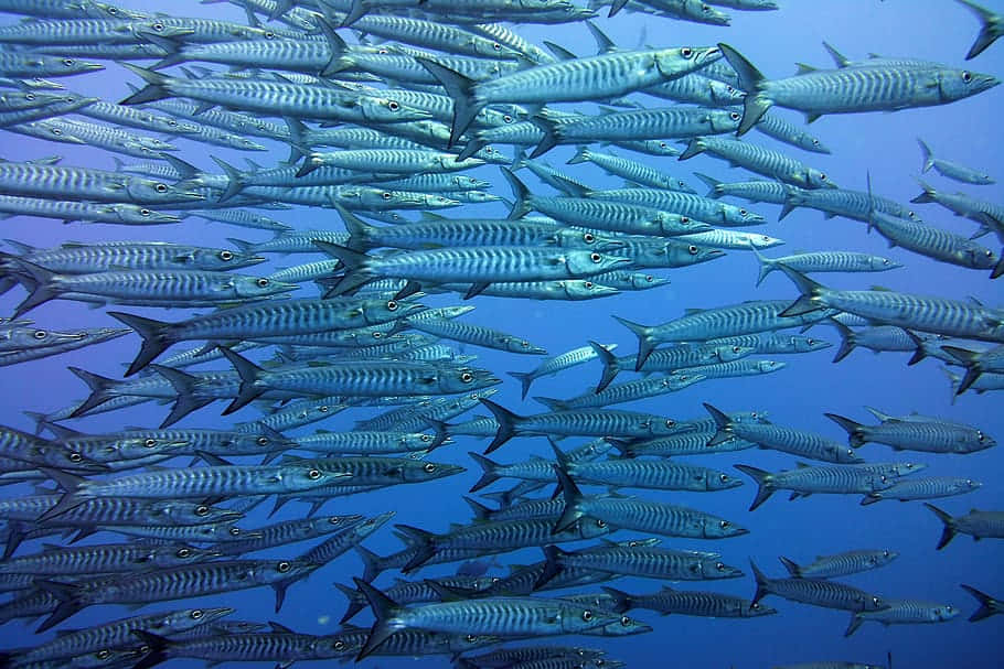  壁紙 — 一群密集的梭魚以同步的動作在清澈的藍色海水中游動。