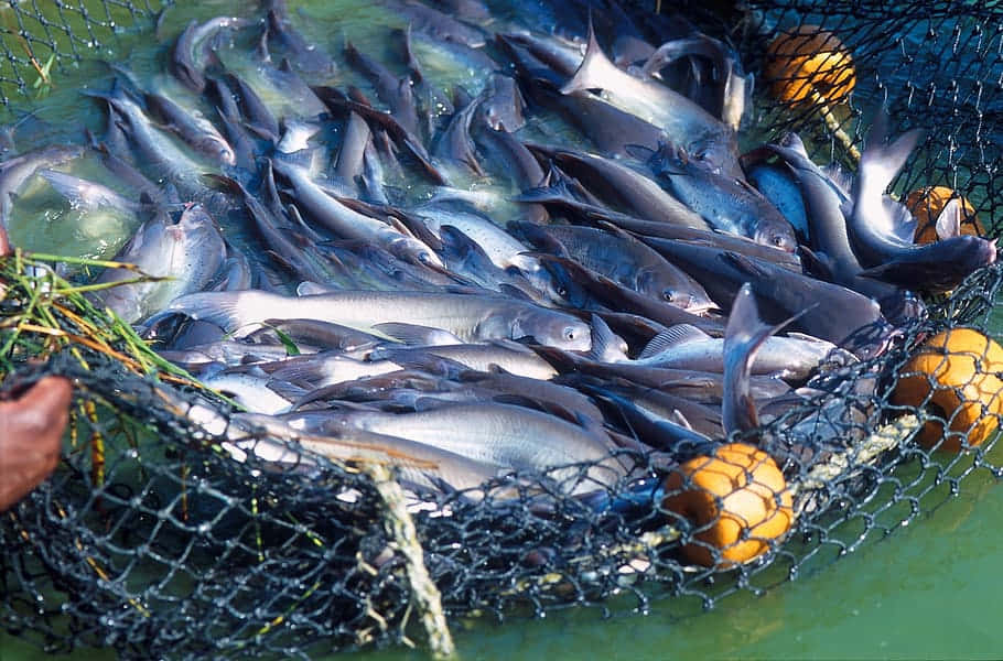  壁紙 — 一大群銀色魚類擠滿了一個黑色漁網，由鮮橙色浮標在綠水中支撐著。