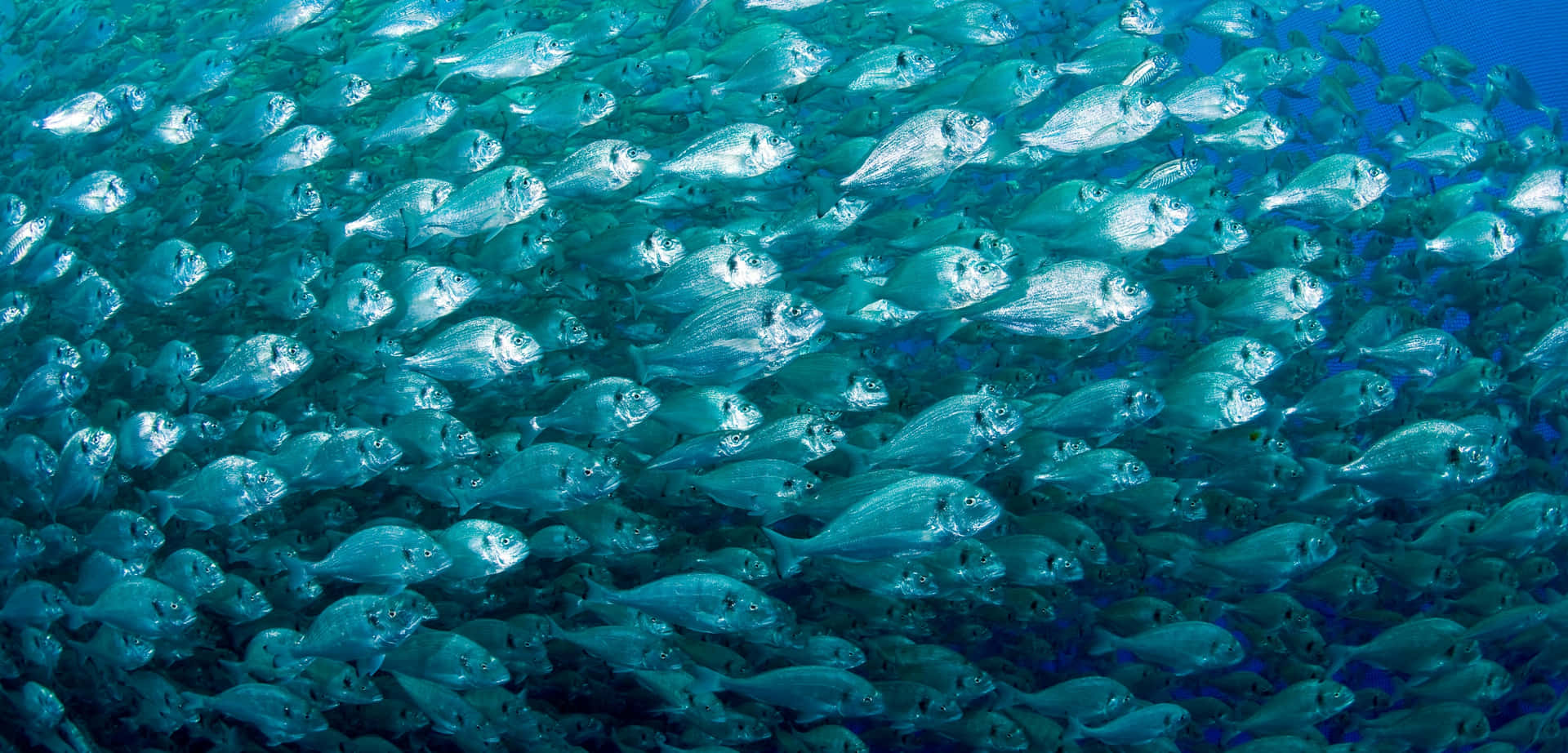  壁紙 — 一群密集的銀色魚群在深藍色海洋中同步游動。