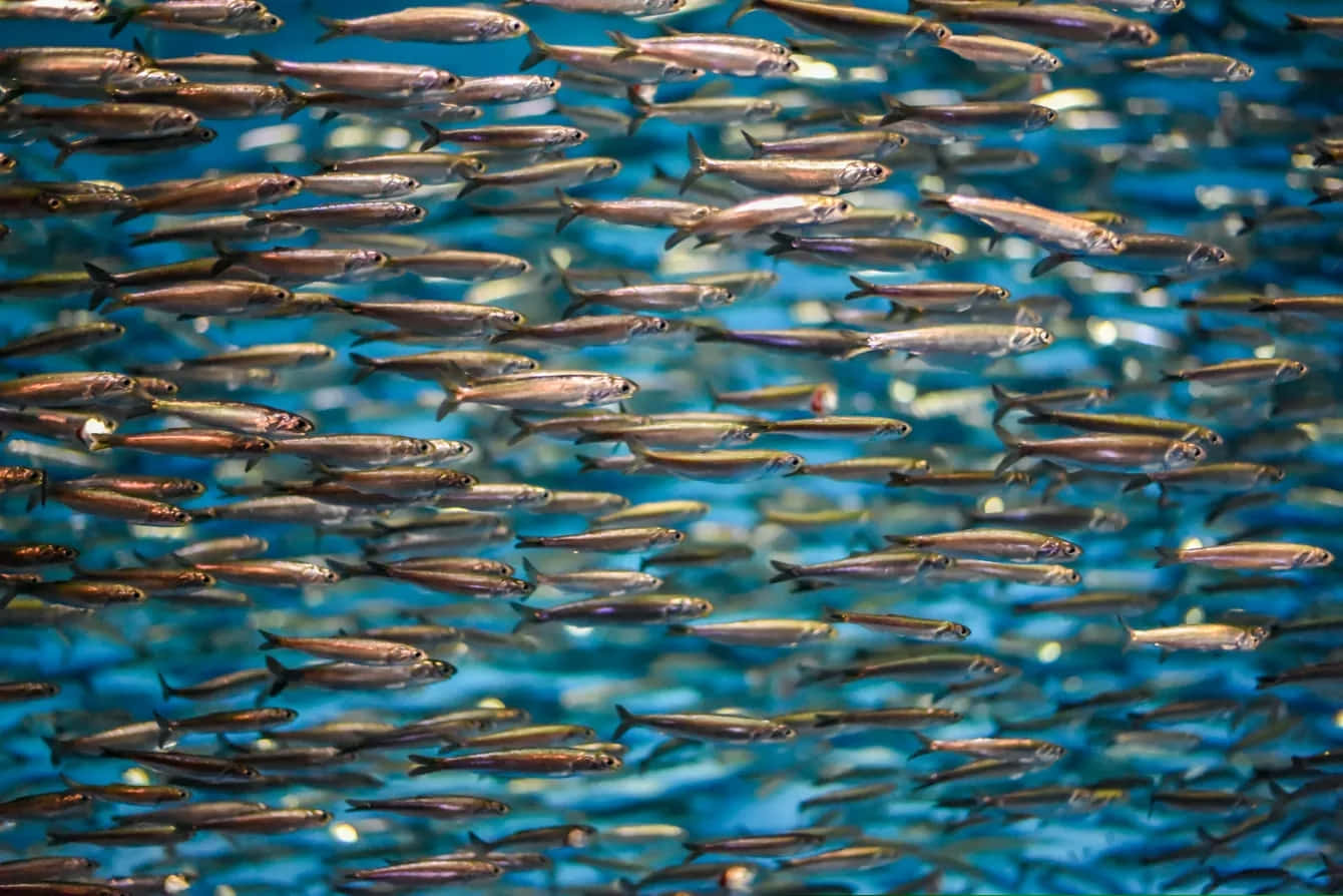  壁紙 — 一群密集的銀色魚群同步游動，穿過充滿活力的藍色水域。