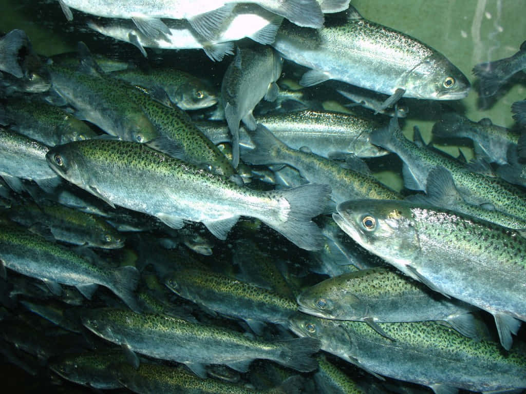  壁紙 — 一群密集的銀色鱒魚帶有綠色斑點，在清澈的水中緊密地游在一起。