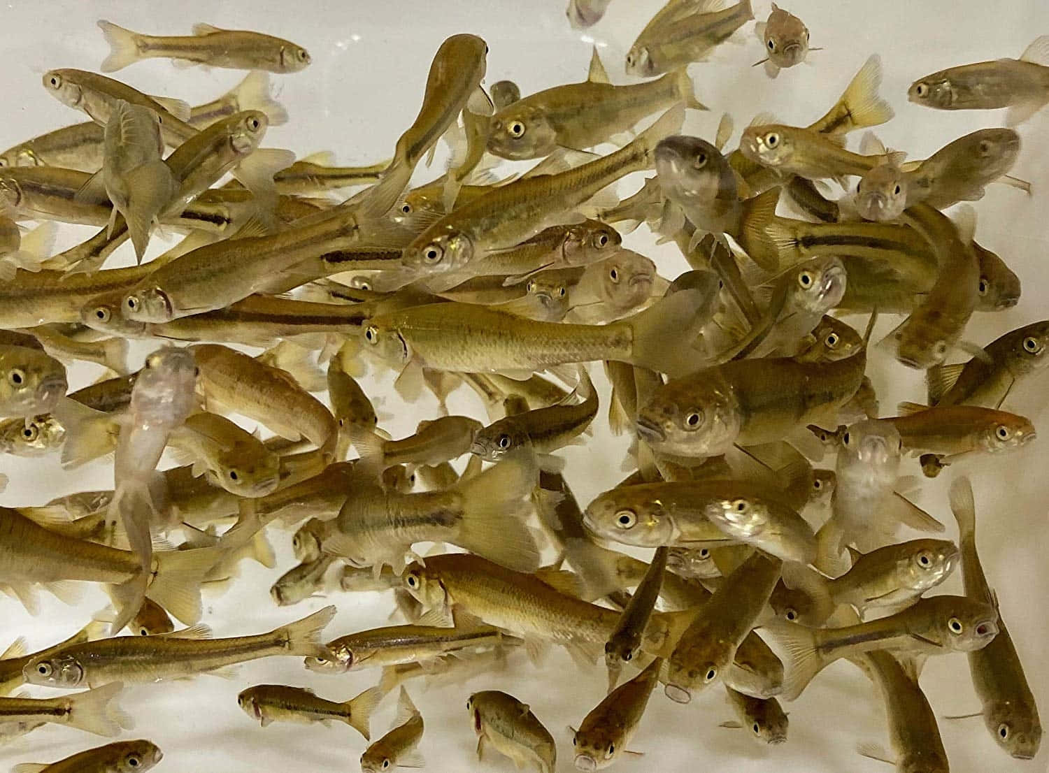  壁紙 — 一群密集的小型半透明魚在清澈的水中游動，帶有金色和銀色色調。
