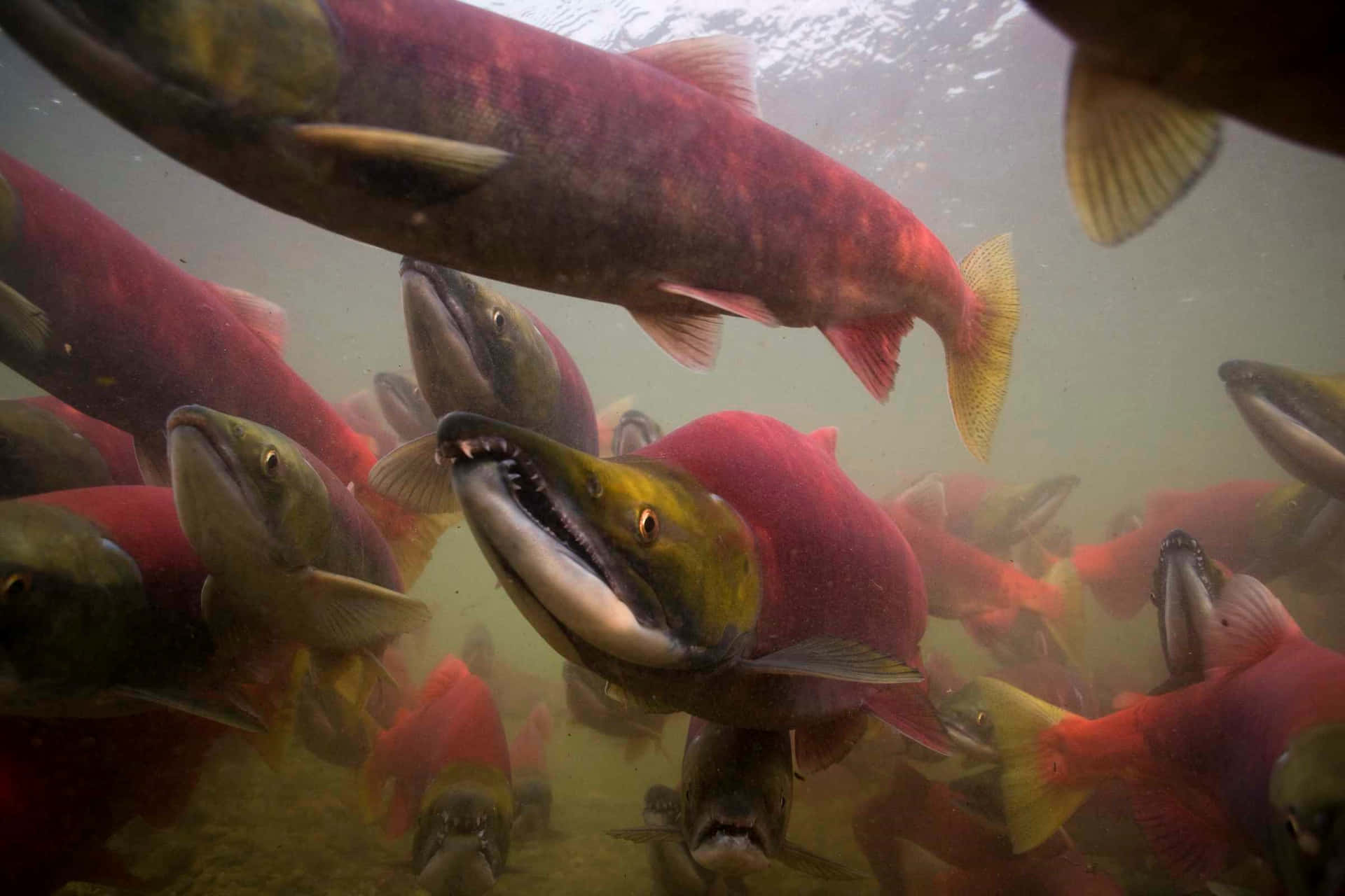  壁紙 — 一群密集的鮮紅色鮭魚張開嘴巴，擺動黃色魚鰭，在渾濁的水中游動。