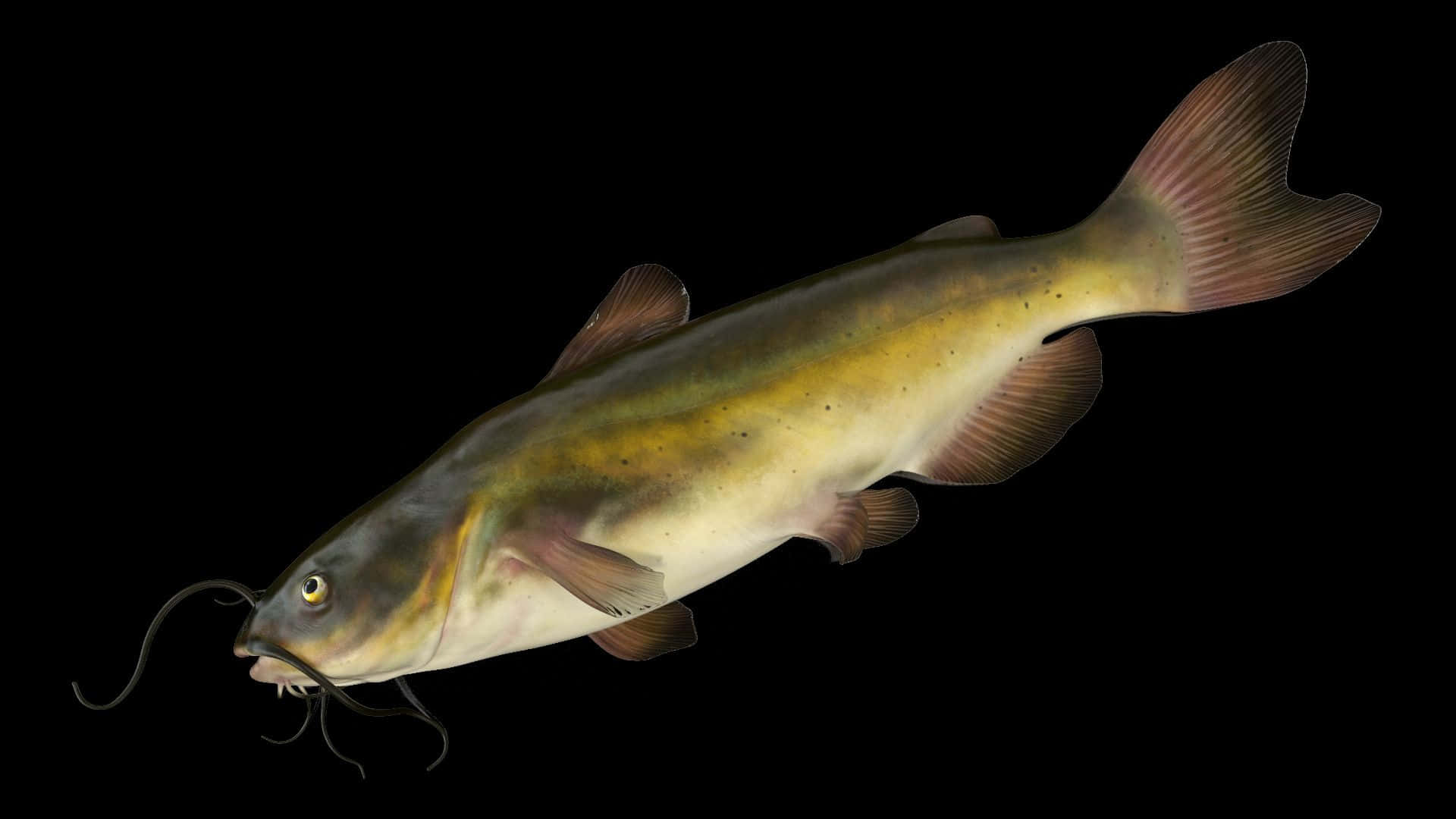  壁紙 — 一條帶有鬍鬚和斑點鱗片的鯰魚的詳細3D渲染圖，背景為純黑色。