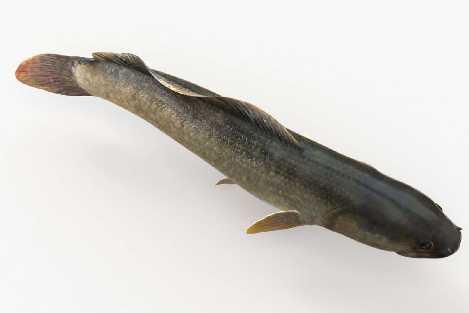  壁紙 — 一條深灰色魚的詳細3D渲染圖，魚鰭黃色，尾巴尖端紅色，背景為純白色。