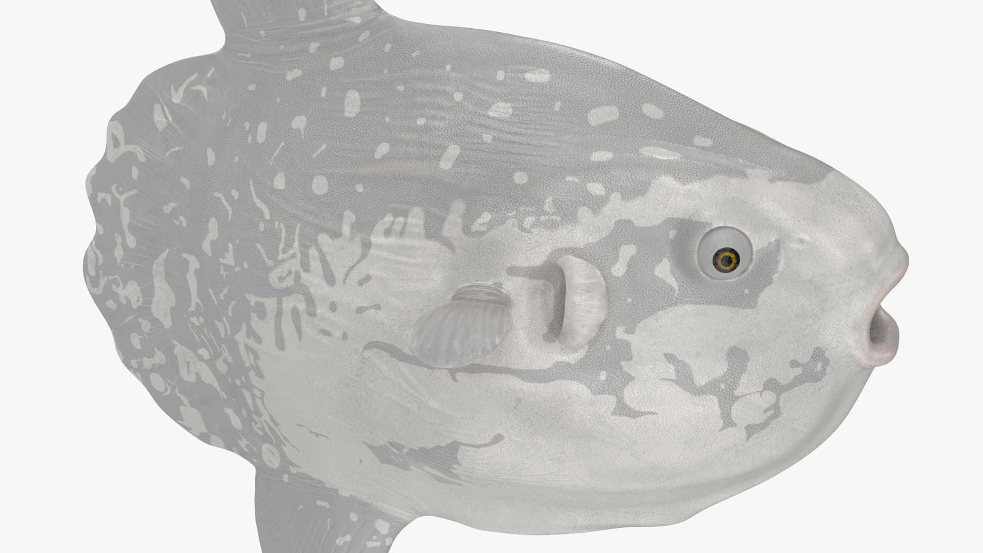  壁紙 — 一個詳細的3D渲染，展示了一條灰色河豚，帶有白色斑點和紋理皮膚，背景為純色。