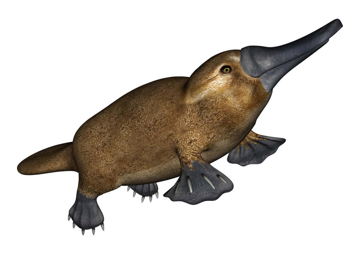 Platypus 桌布 壁紙 — 一隻鴨嘴獸的詳細3D渲染圖，擁有棕色皮毛和蹼足，背景為純白色。