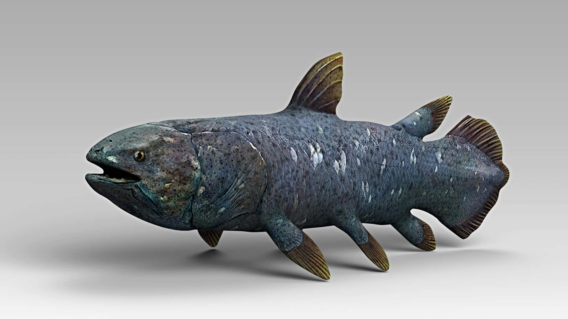 壁紙 — 一隻史前魚類的詳細3D渲染圖，具有紋理藍灰色鱗片和四條腿狀鰭，背景為中性灰色。