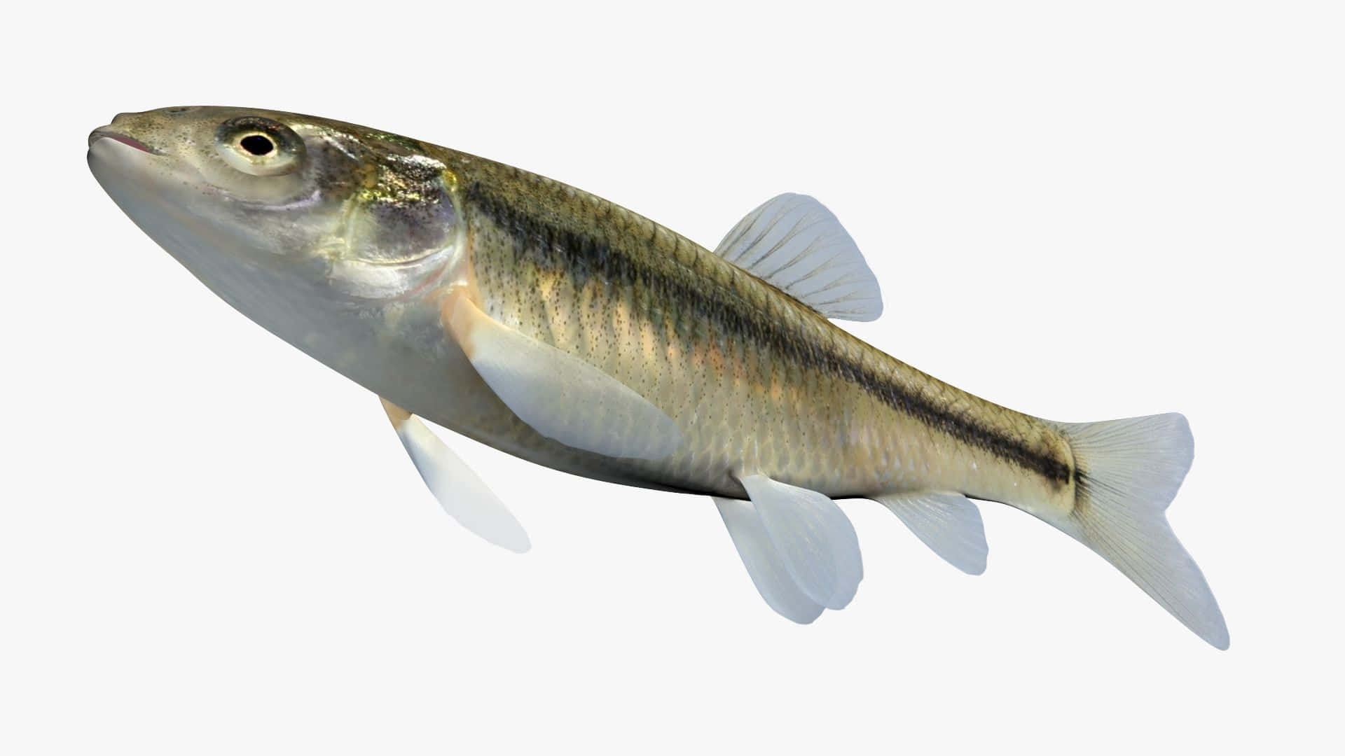  壁紙 — 一條銀色魚的詳細3D渲染圖，魚鰭半透明，在純白色背景上游動。