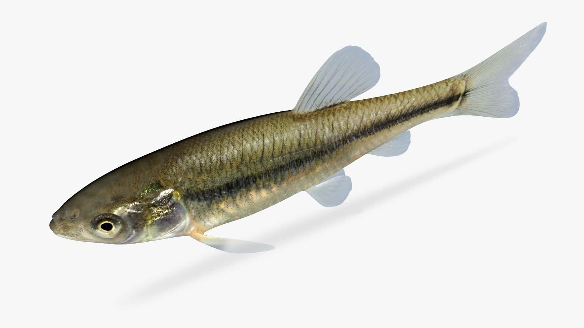  壁紙 — 一條小銀魚的詳細3D渲染圖，魚鰭半透明，側面有深色條紋，背景為純白色。