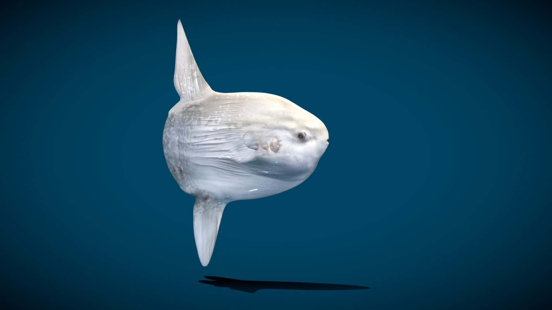  壁紙 — 一個詳細的3D渲染，展示一條白色翻車魚在深藍色漸變背景上漂浮。